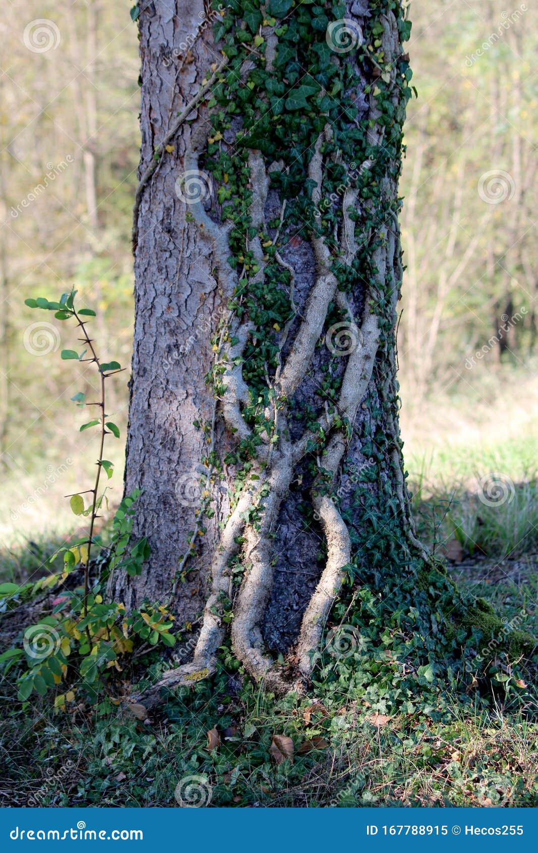 Gammal, tjock crawlningsväxt med färska mörkgröna blad som växer över trädkotten omgiven av gräs och andra träd i lokal skog. Gammal, tjock crawlningsväxt med färska mörkgröna blad som växer över stora trädkottar omgivna av gräs och andra träd i lokal skog på varm solig höstdag
