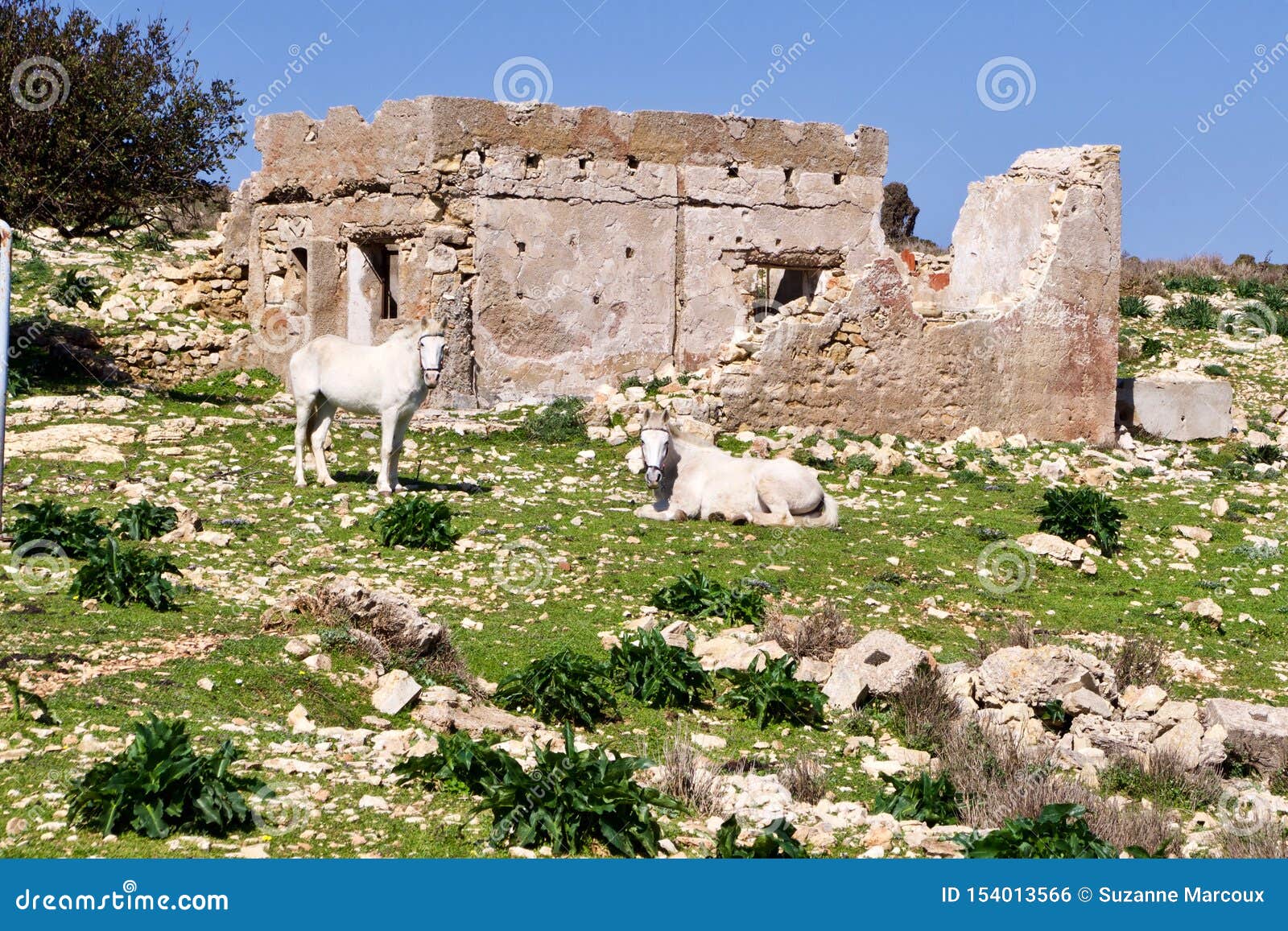 Ganadería Enloquecedora, Leones, Dodecanos, Grecia, Europa Foto de archivo  - Imagen de fascista, exterior: 154013566