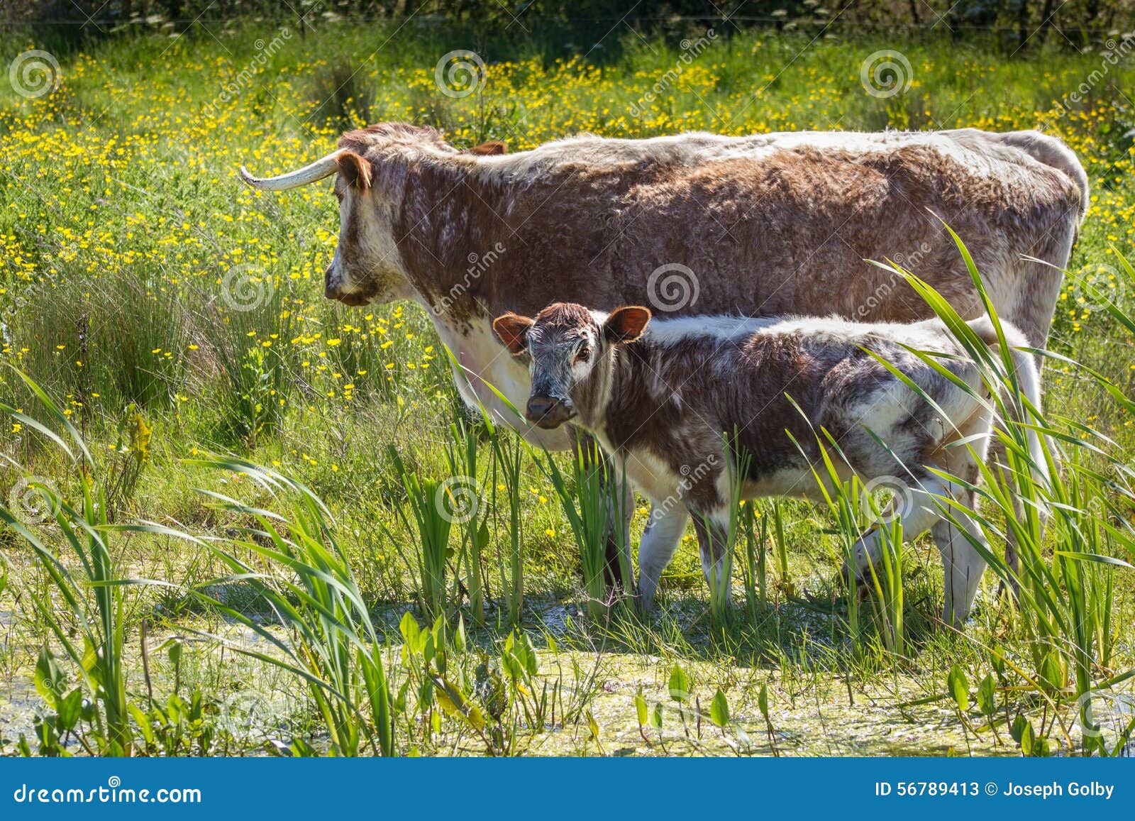 Ganado De Cuernos Largo Inglés Imagen de archivo Imagen de cobarde