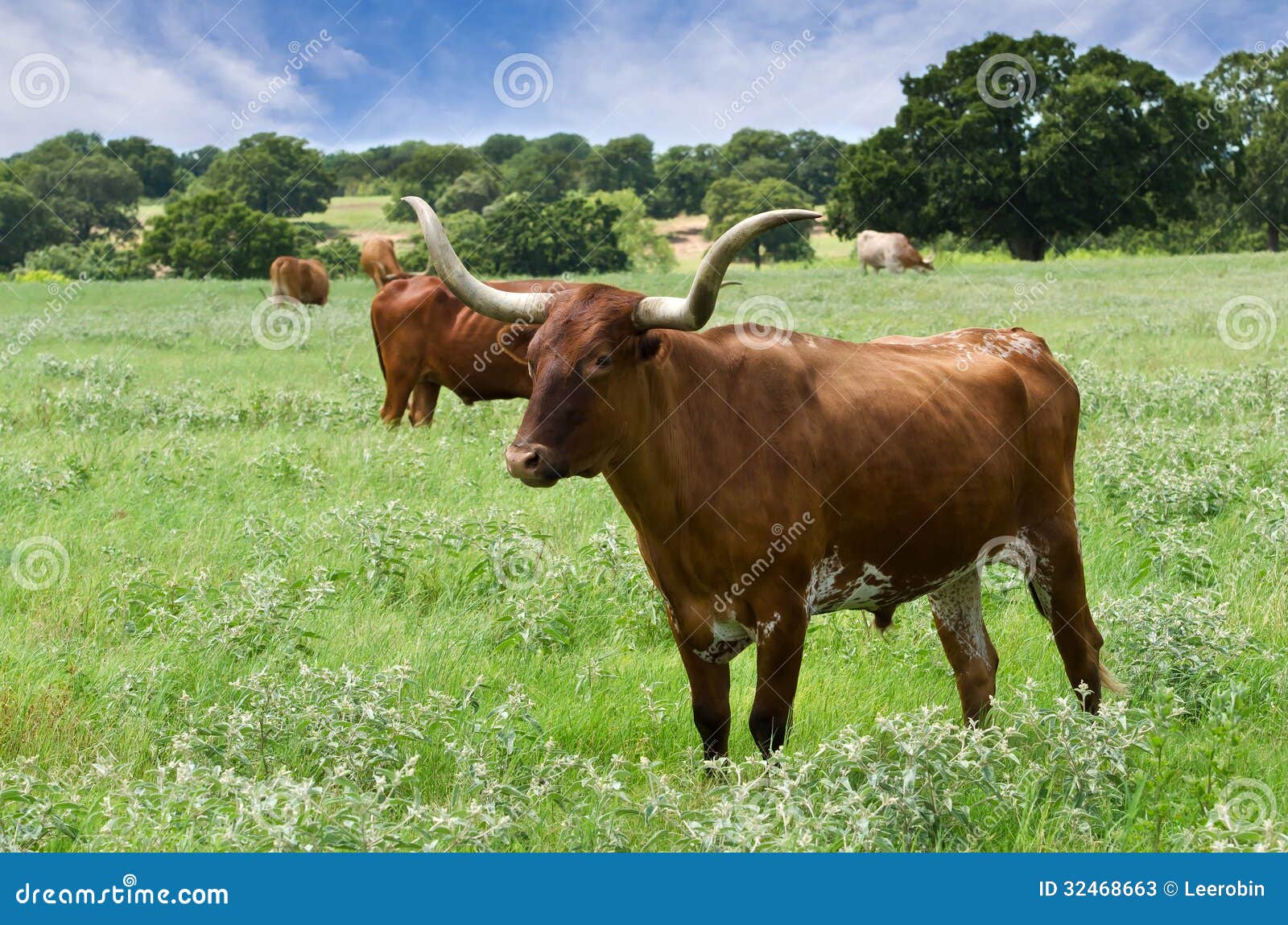 Ganado de Texas Longhorn imagen de archivo. Imagen de claxones 32468663