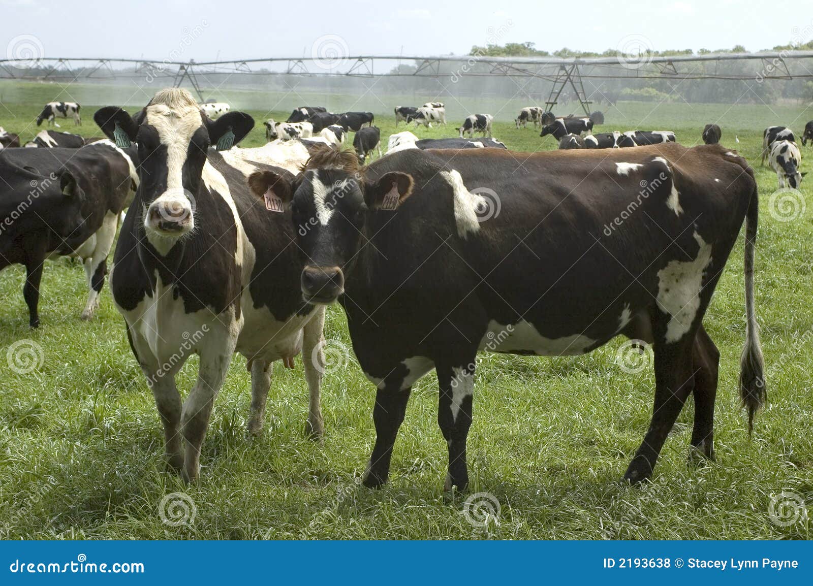 Ganados Lecheros E Irrigación Foto de archivo Imagen de niebla