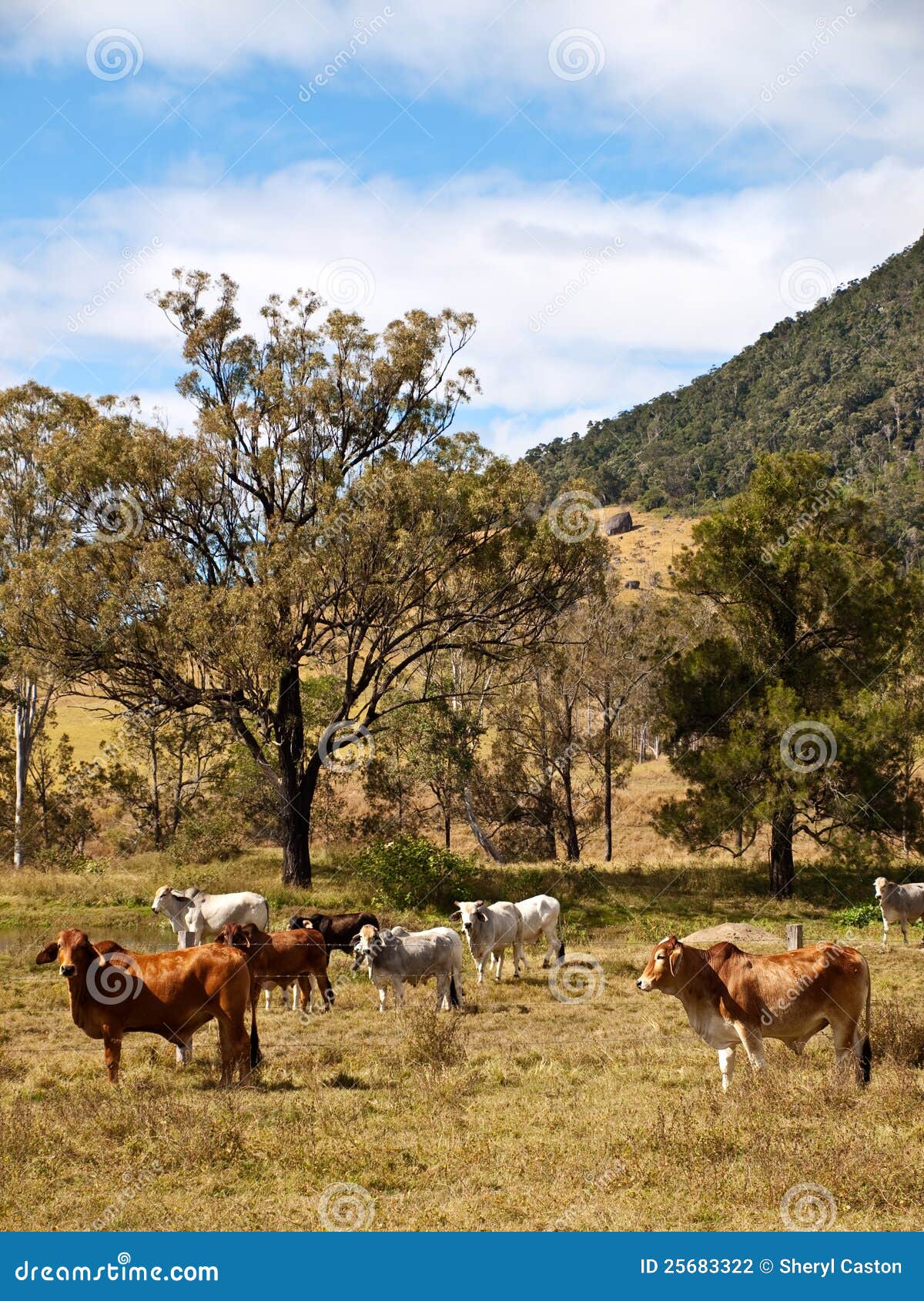 Ganados vacunos rurales australianos de la escena para la carne. Escena rural con las vacas de los ganados vacunos y los árboles de goma