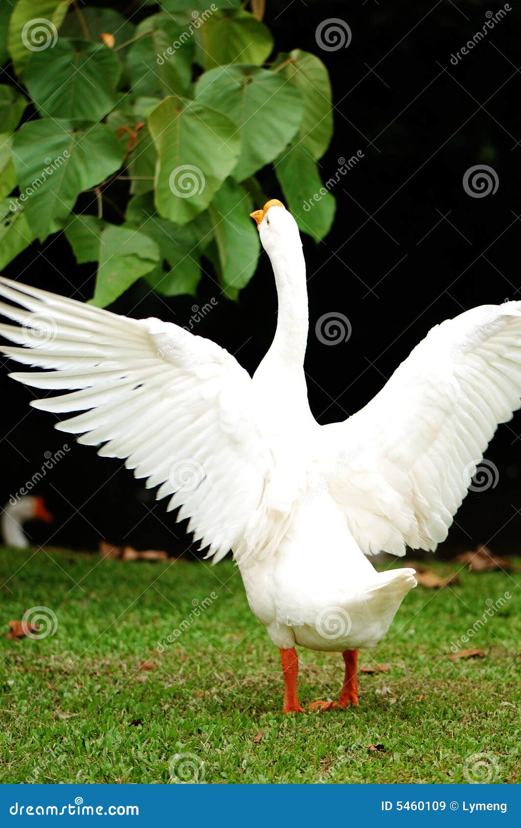 Gander stock image. Image of duckling, goose, grassland - 5460109