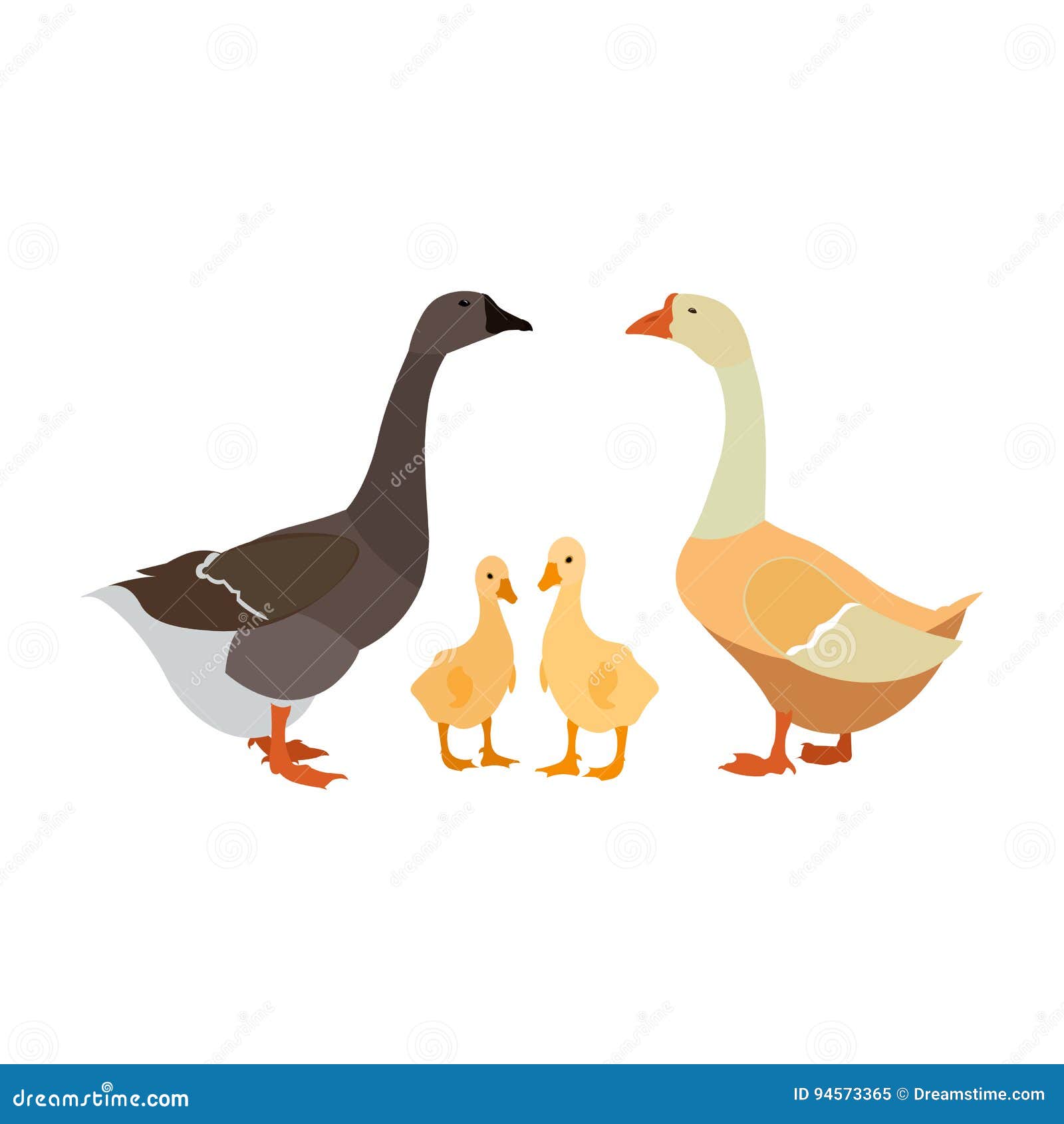 Gander Goose Gosling White Farm Family Stock Vector - Illustration of  gosling, family: 94573365