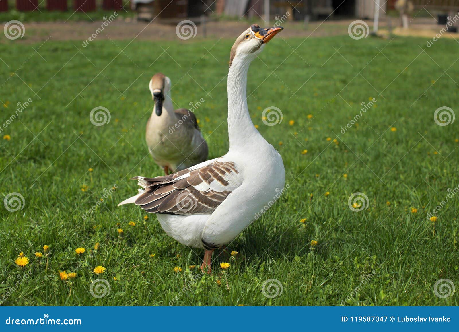 3,108 Goose Gander Stock Photos - Free & Royalty-Free Stock Photos from  Dreamstime