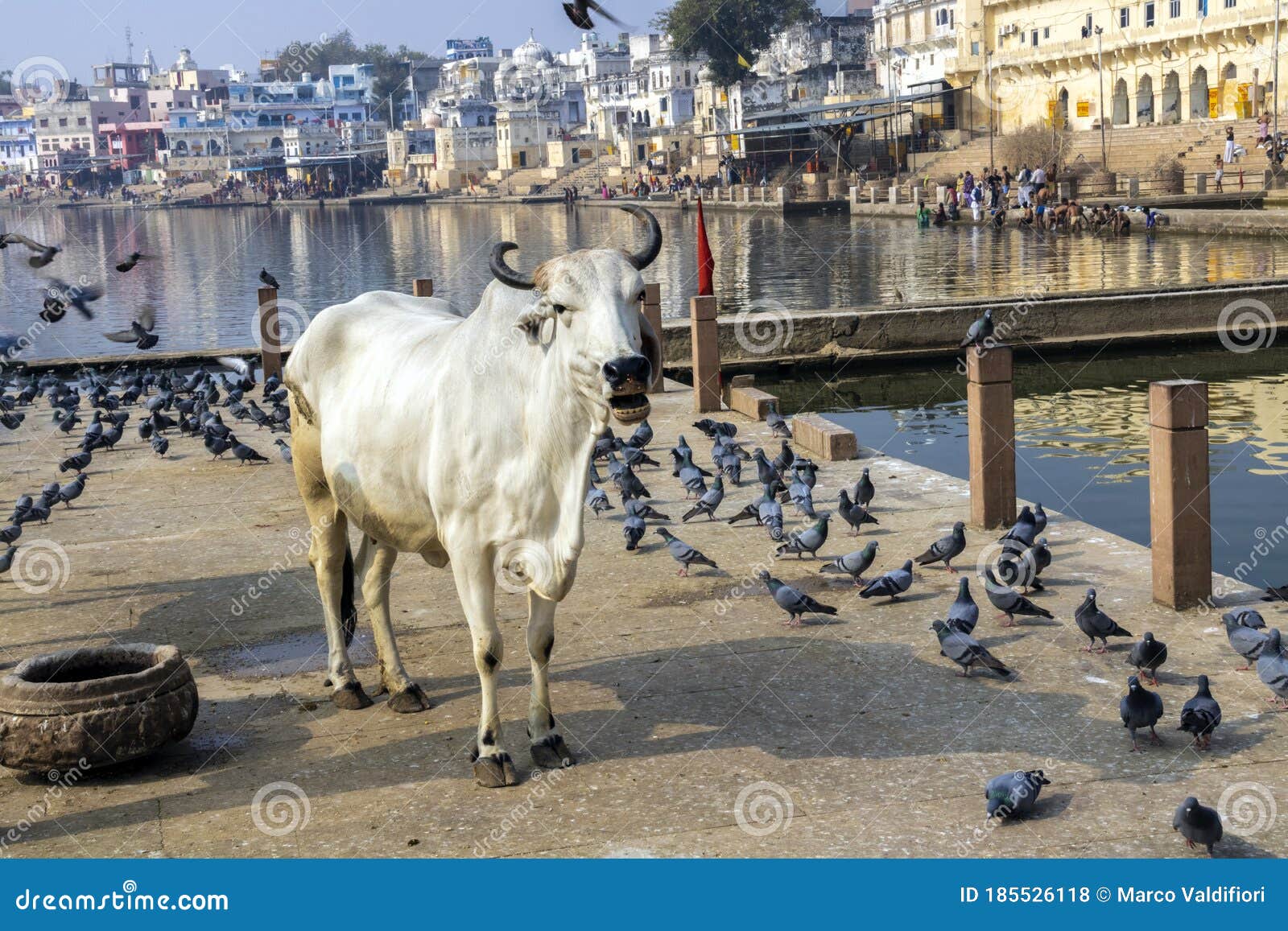 a cow at the gandhi ghat - pushkar - india