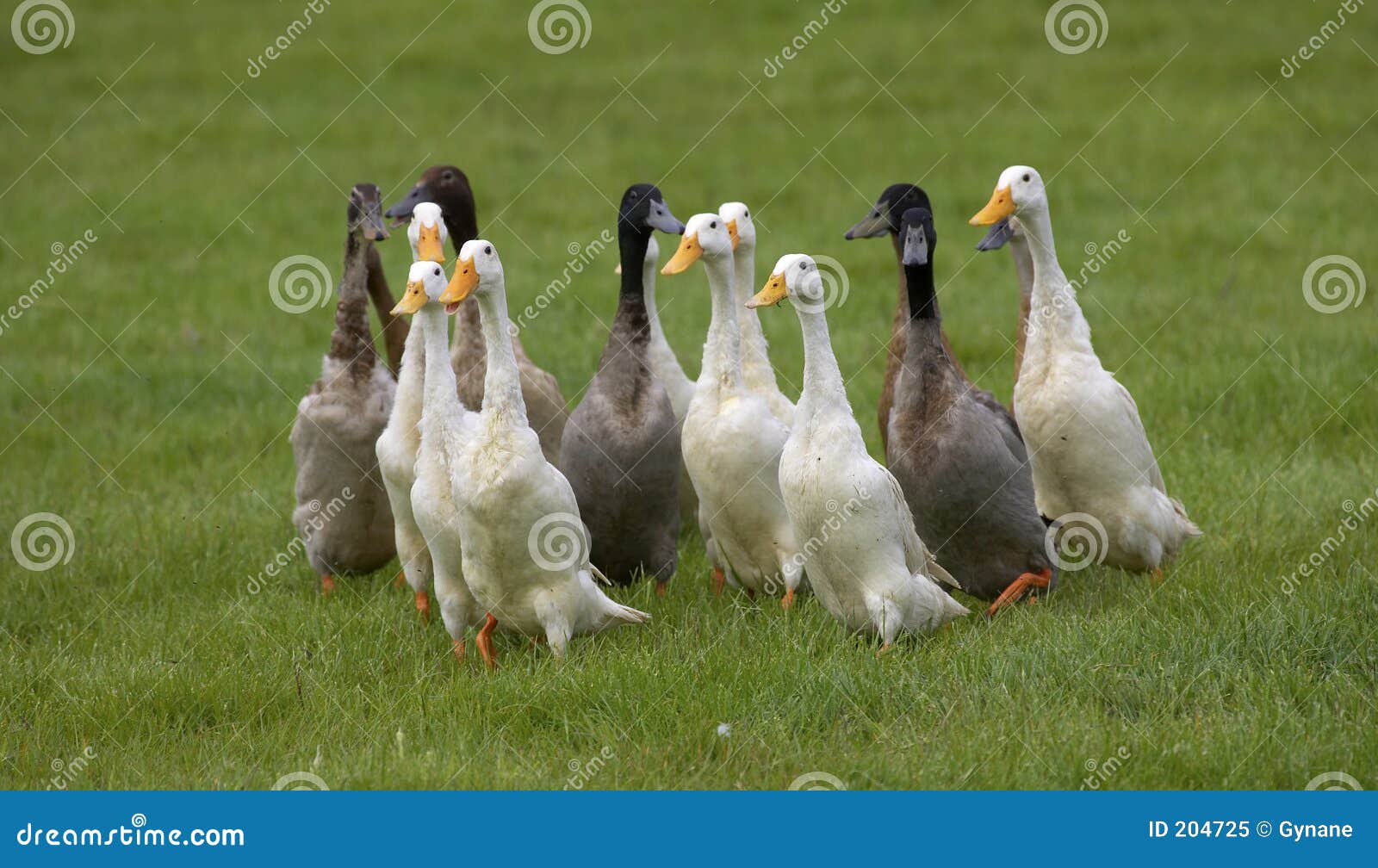 flock of domestic ducks