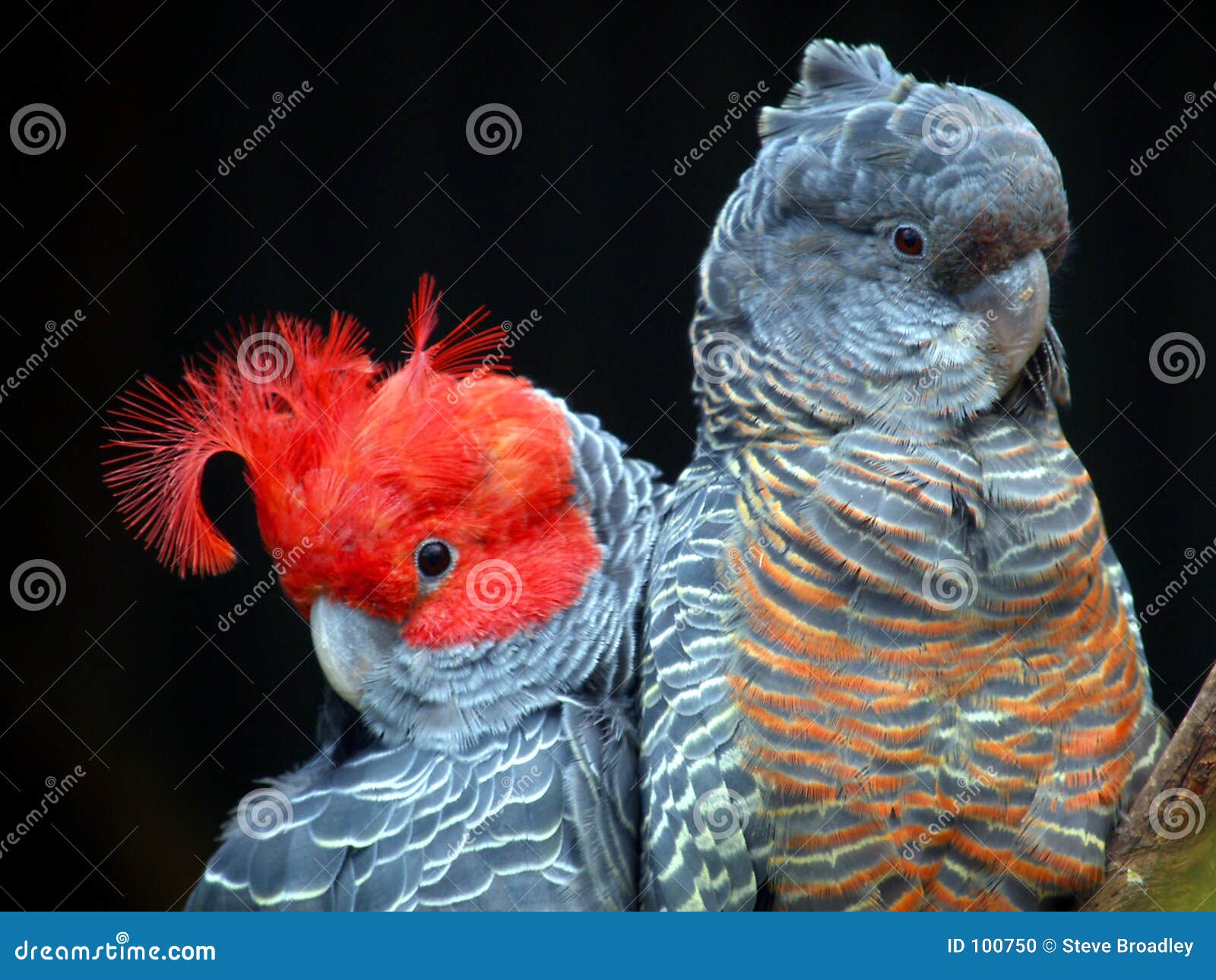 gang gang cockatoo flyong