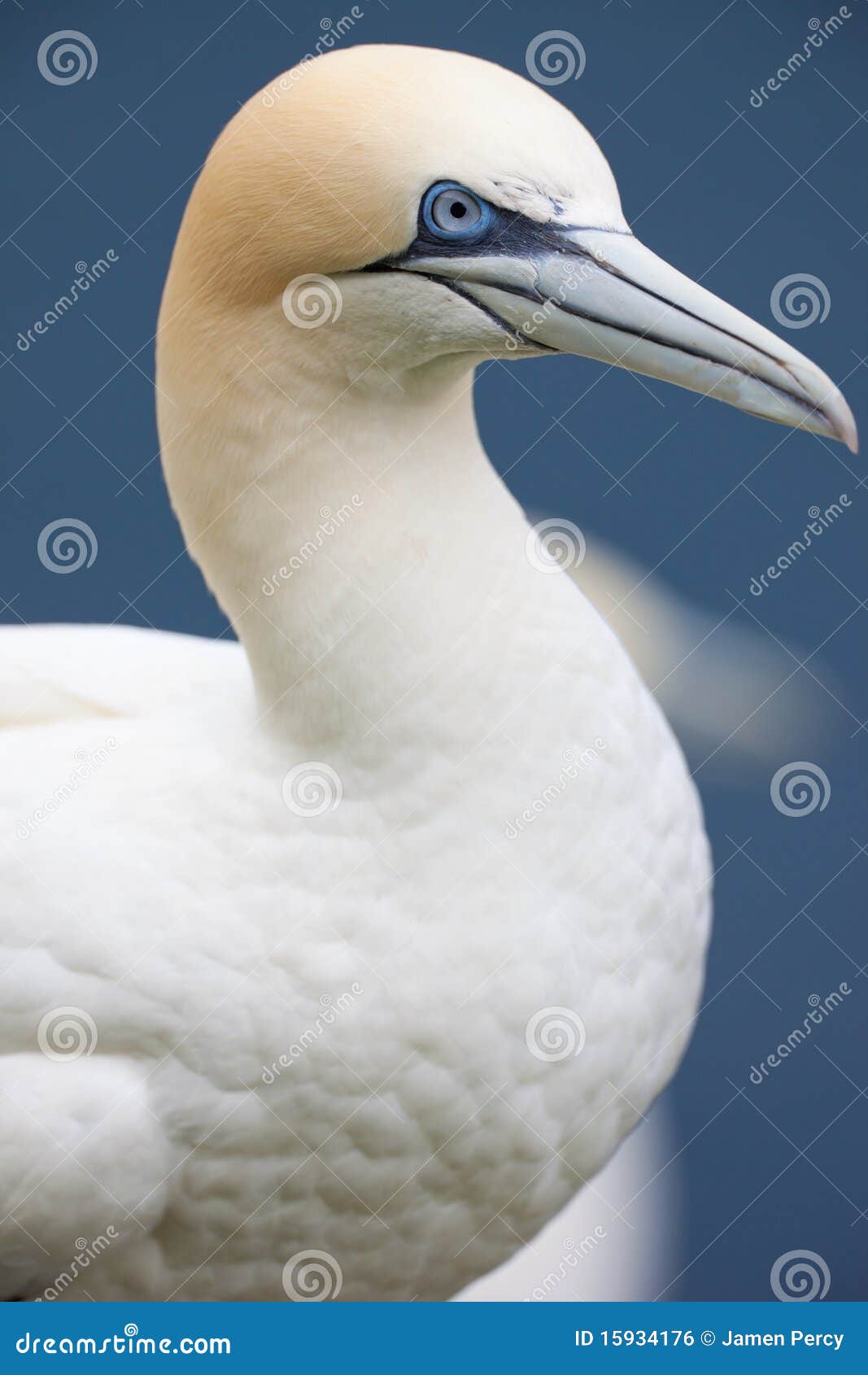 gannet close up
