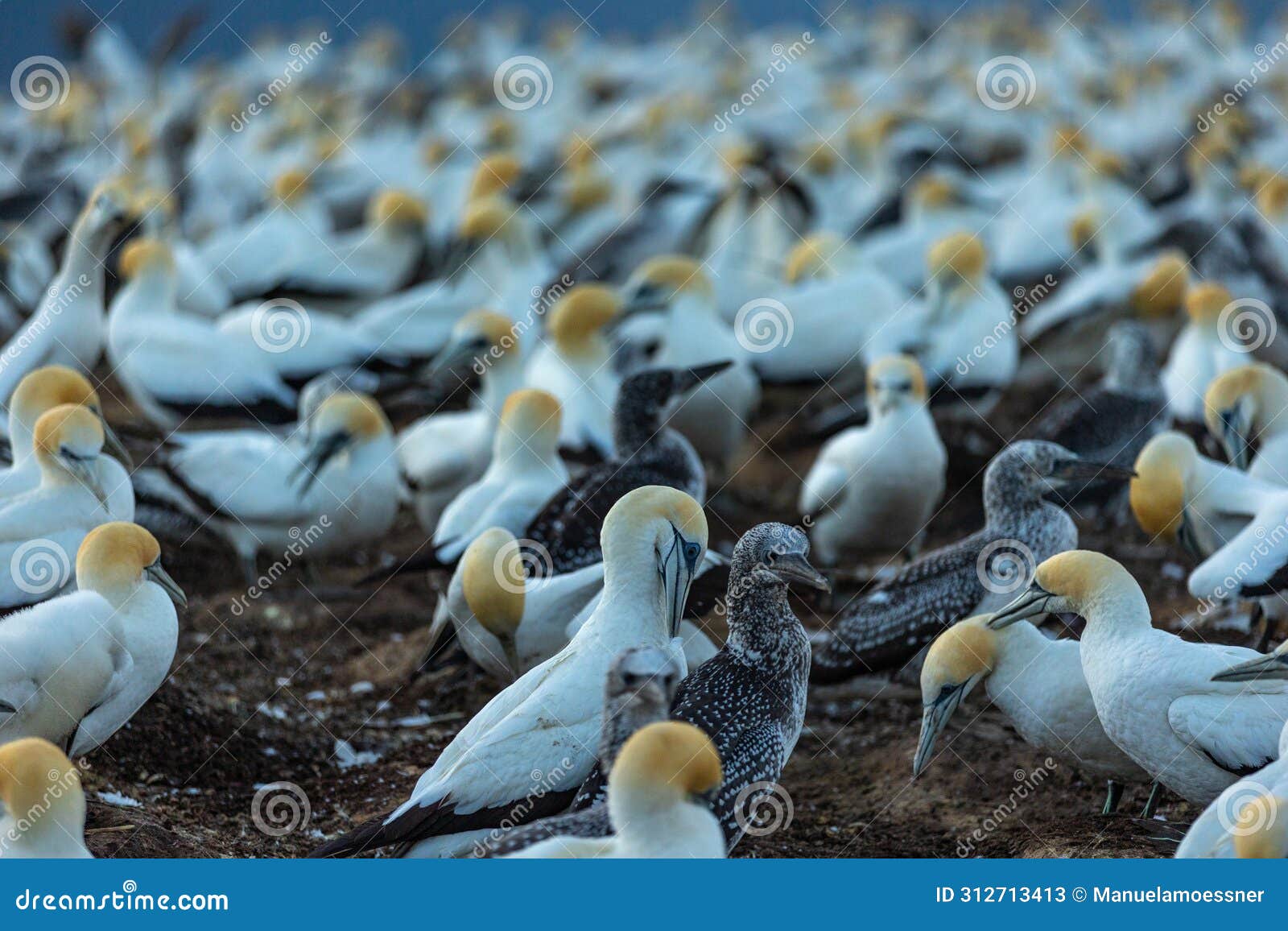 gannet colony in new zealand