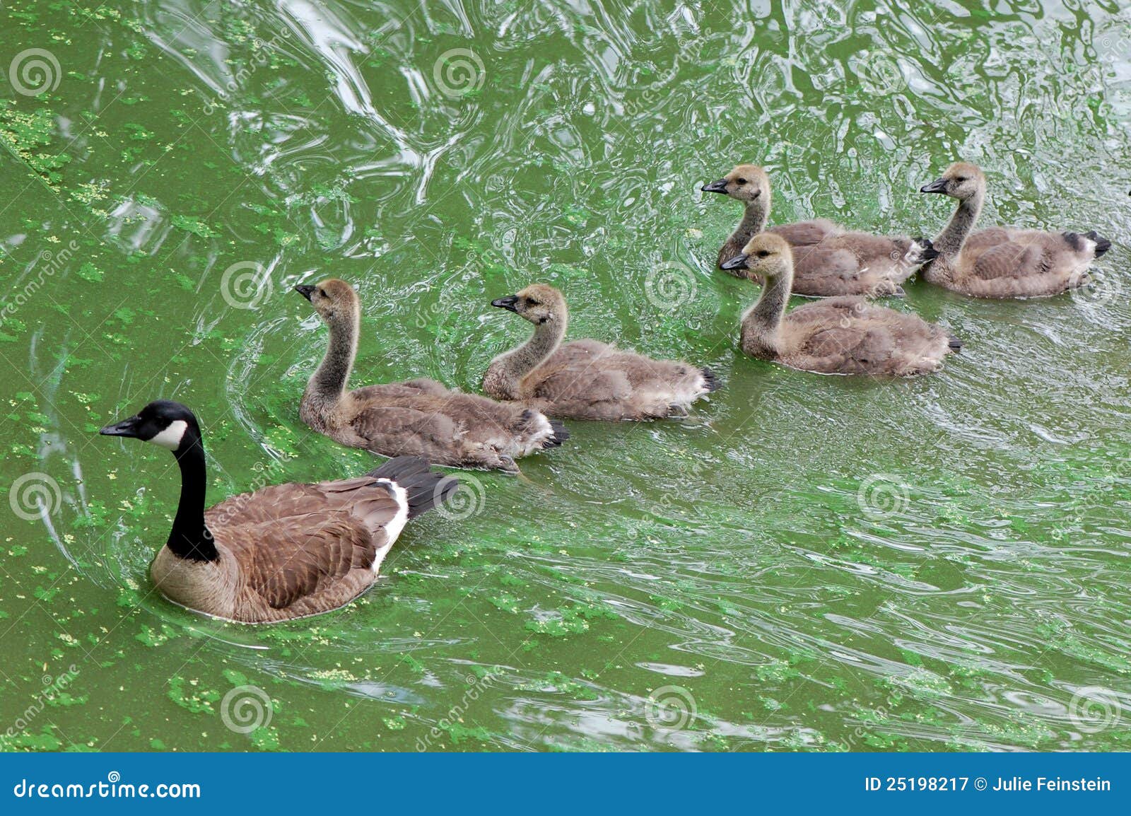 American Wigeon - Mareca americana - Birds of the World, image size:1600x1154