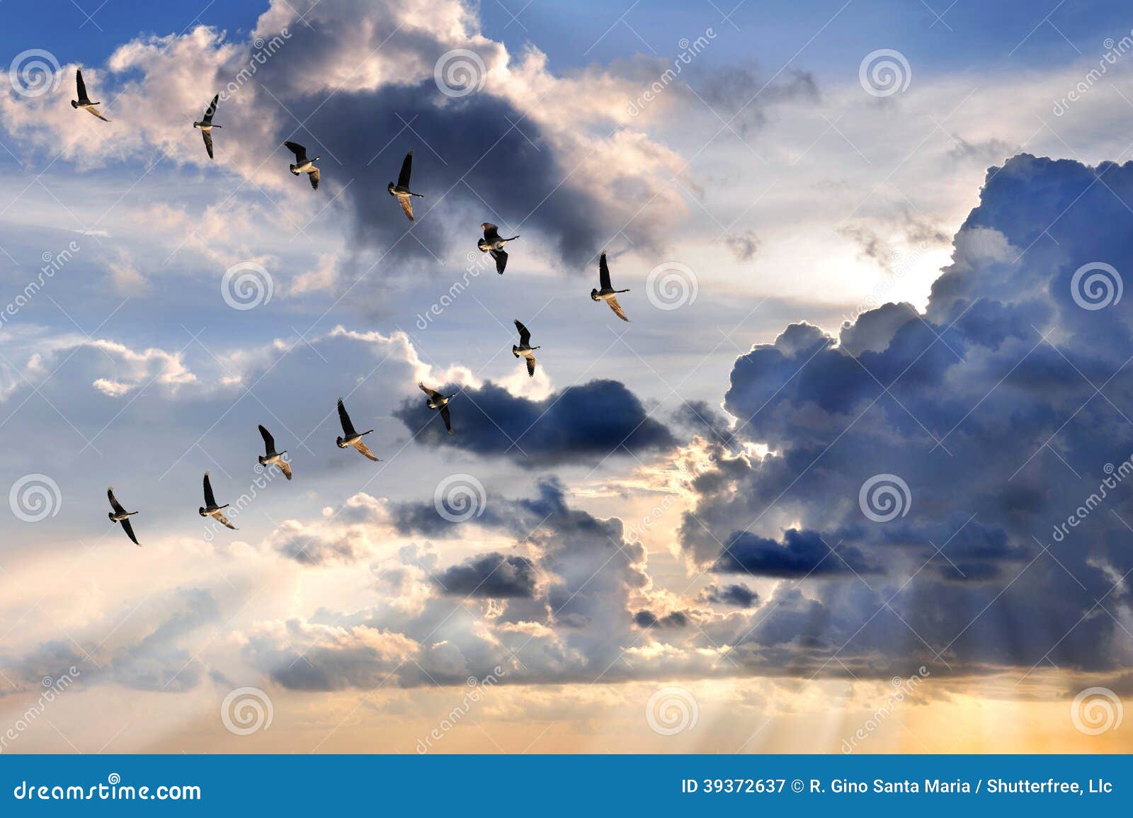 Gansos Que Vuelan En La V-formación Imagen de archivo - Imagen de vuelo