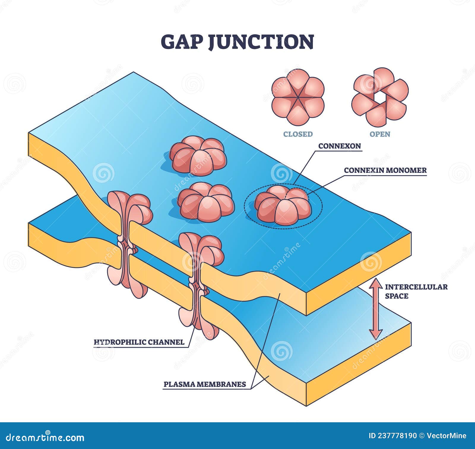 Gap Junction As Anatomical Intercellular Connection Structure Outline Gap Junction As Anatomical Intercellular Connection Structure Outline