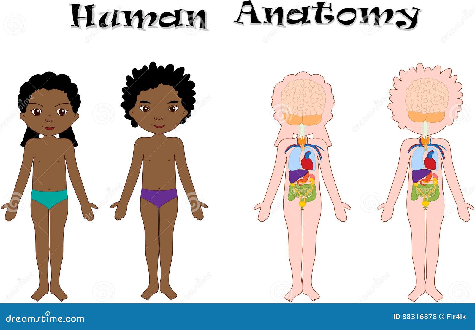 Garcon Et Fille D Afro Americain Devetus Anatomie Humaine Pour Des Enfants Illustration De Vecteur Illustration Du Gosse Masculin Garcon Et Fille D Afro Americain Devetus Anatomie Humaine Pour Des Enfants Illustration De Vecteur Illustration Du Gosse Masculin