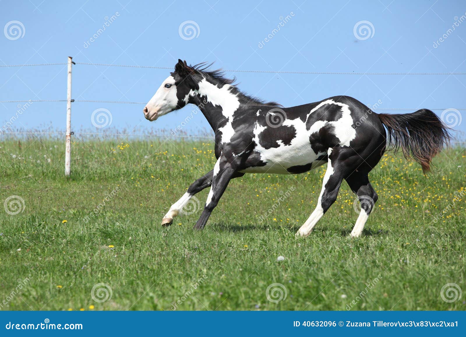 Cavalo preto comendo pastagem no curral a frente de um cavalo pardo Stock  Photo