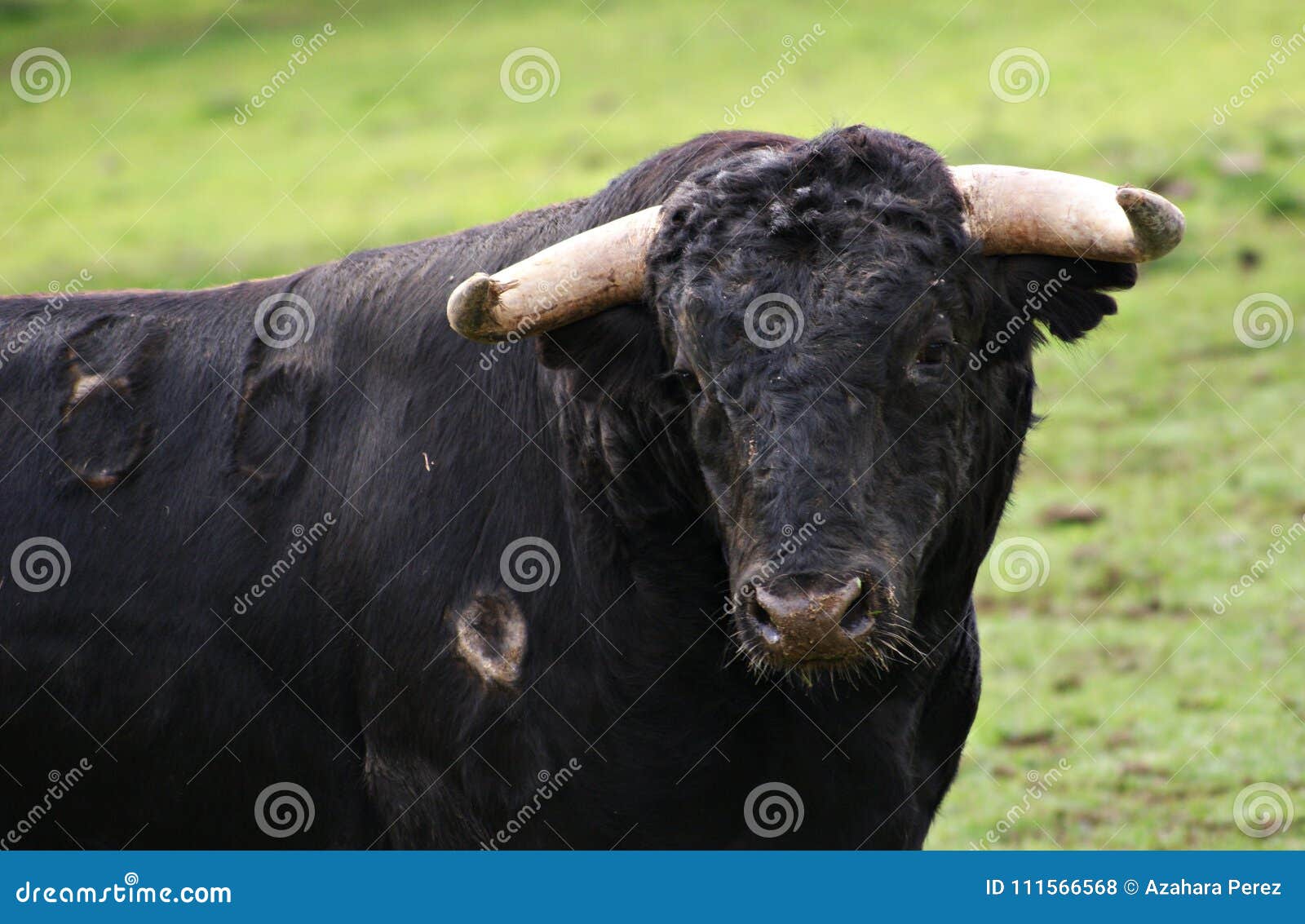 Pudim Preto Espanhol Ou Salsicha De Sangue Com Rosmaninho No Garfo