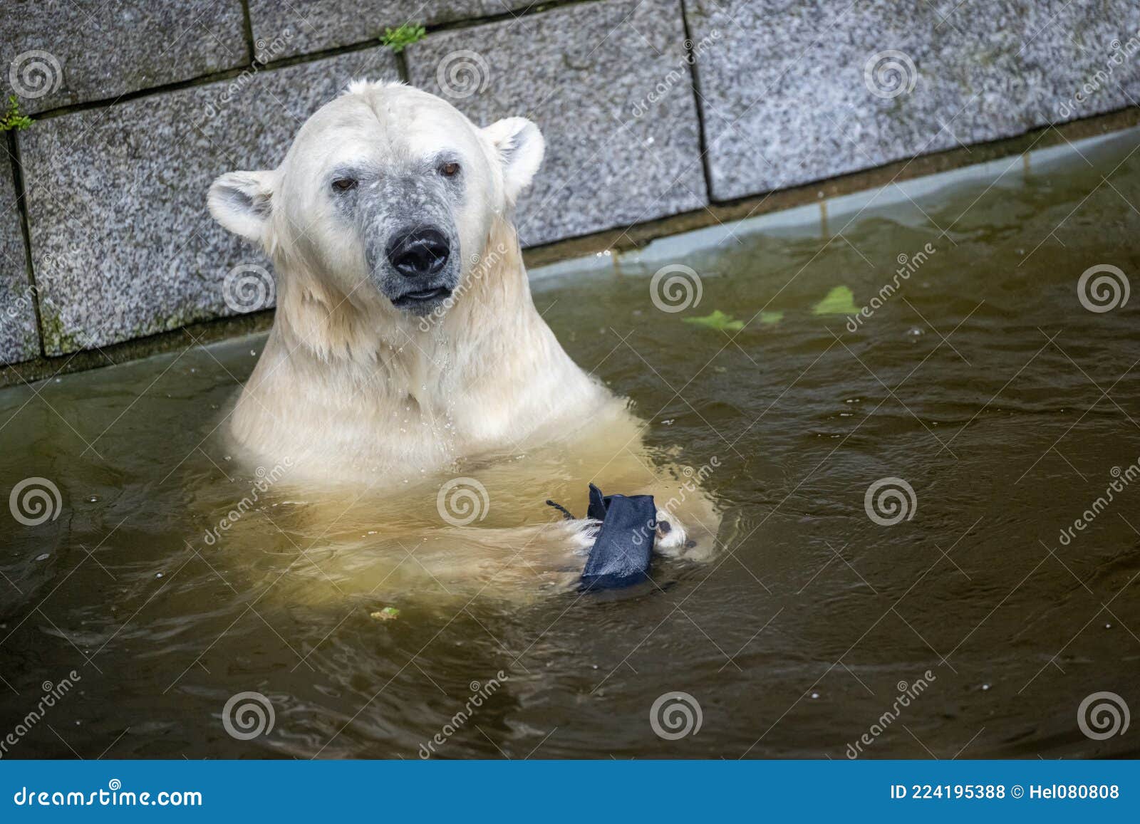 Ice Bear, Ursus Maritimus, Polar Bear Playing with Cap Lost from Visitor in Pool in Zoo. Danger from Litter for Wild Animals Stock Photo - Image of trah, refuse: 224195388 Ice Bear, Ursus Maritimus, Polar Bear Playing with Cap Lost from Visitor in Pool in Zoo. Danger from Litter for Wild Animals Stock Photo - Image of trah, refuse: 224195388