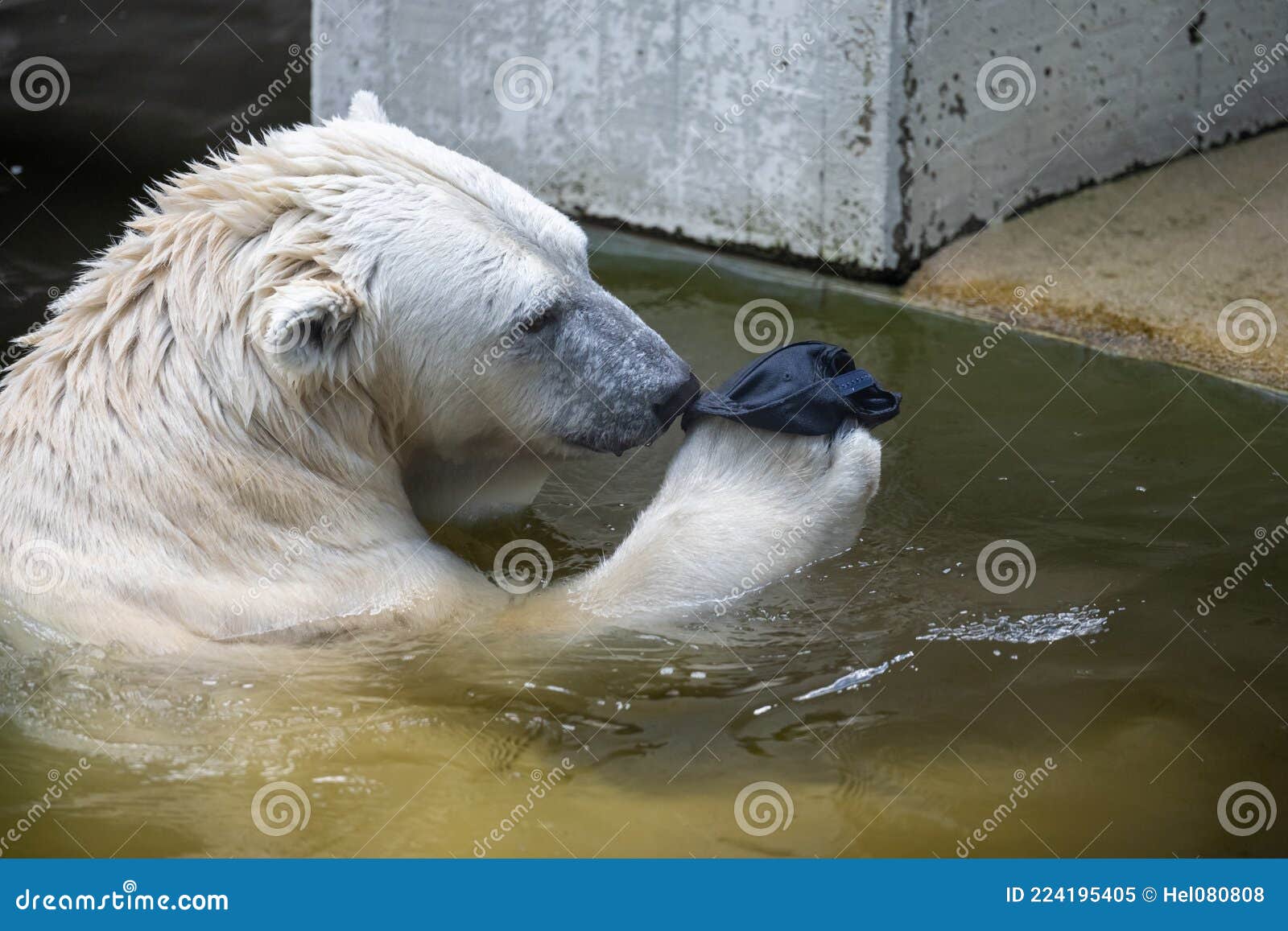 Ice Bear, Ursus Maritimus, Polar Bear Playing with Cap Lost from Visitor in  Pool in Zoo. Danger from Litter for Wild Animals Stock Image - Image of  animal, animals: 224195405