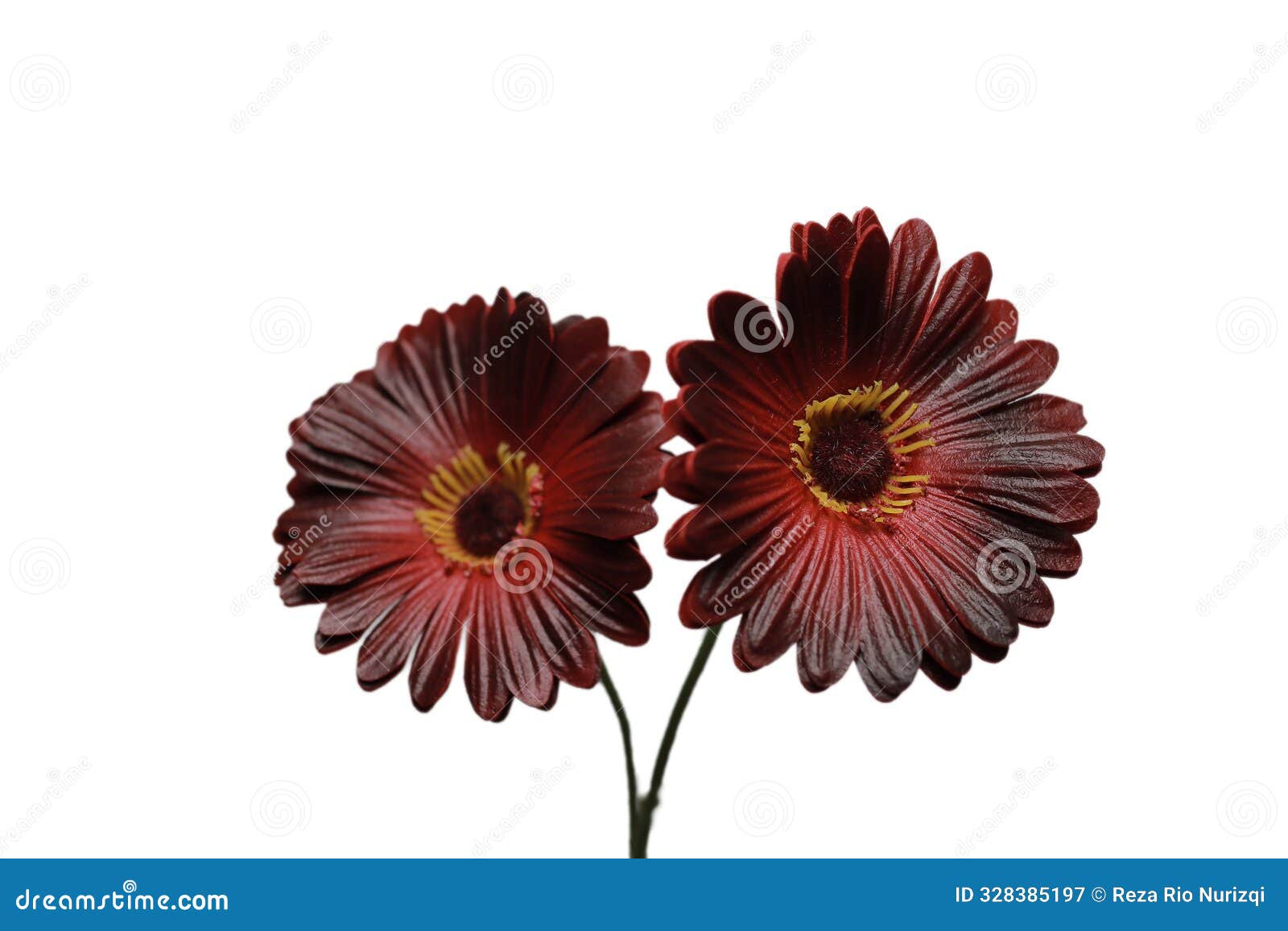 garbera daisy. red flowers color