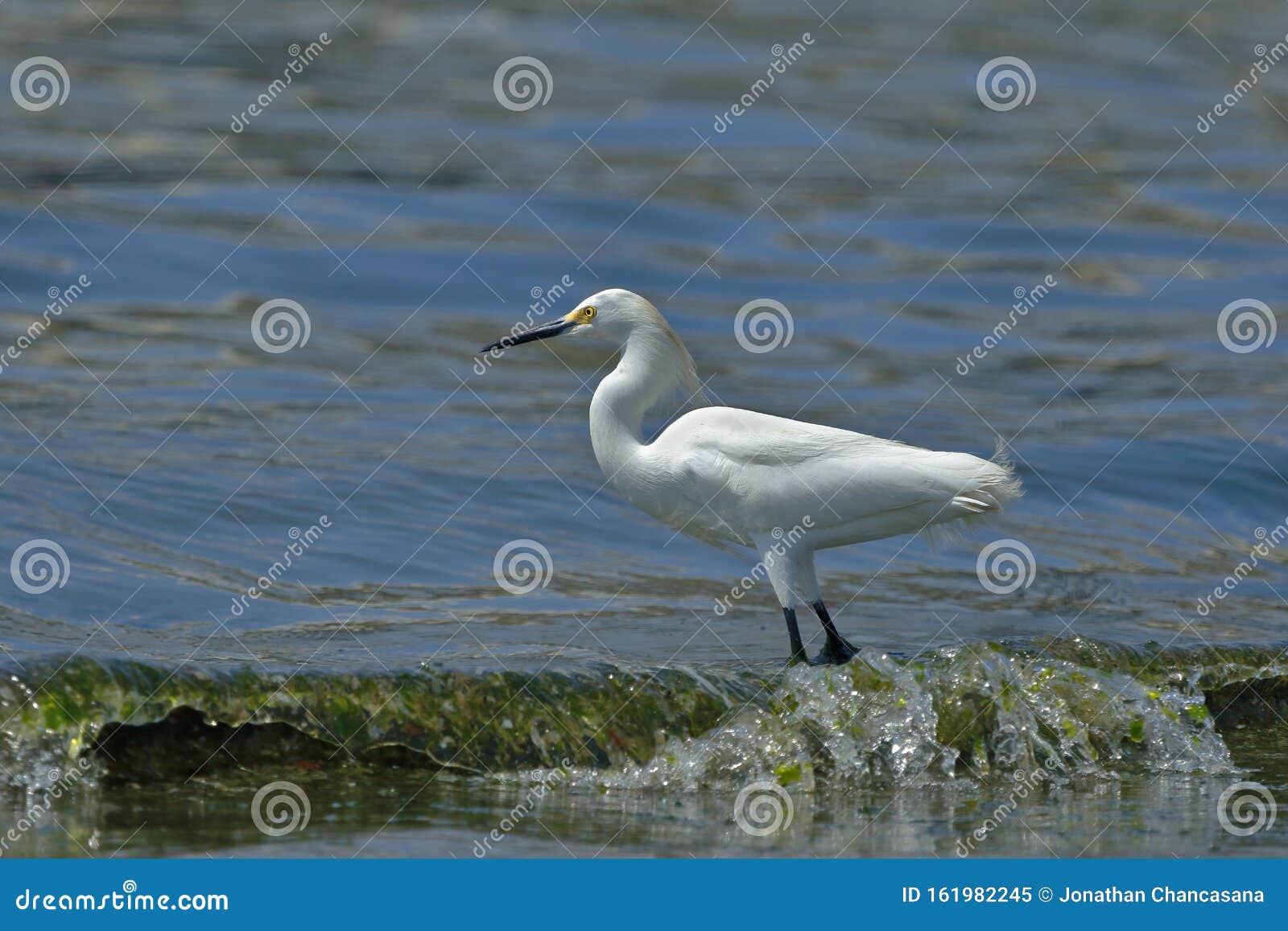 garceta nÃÂ­vea egretta thula