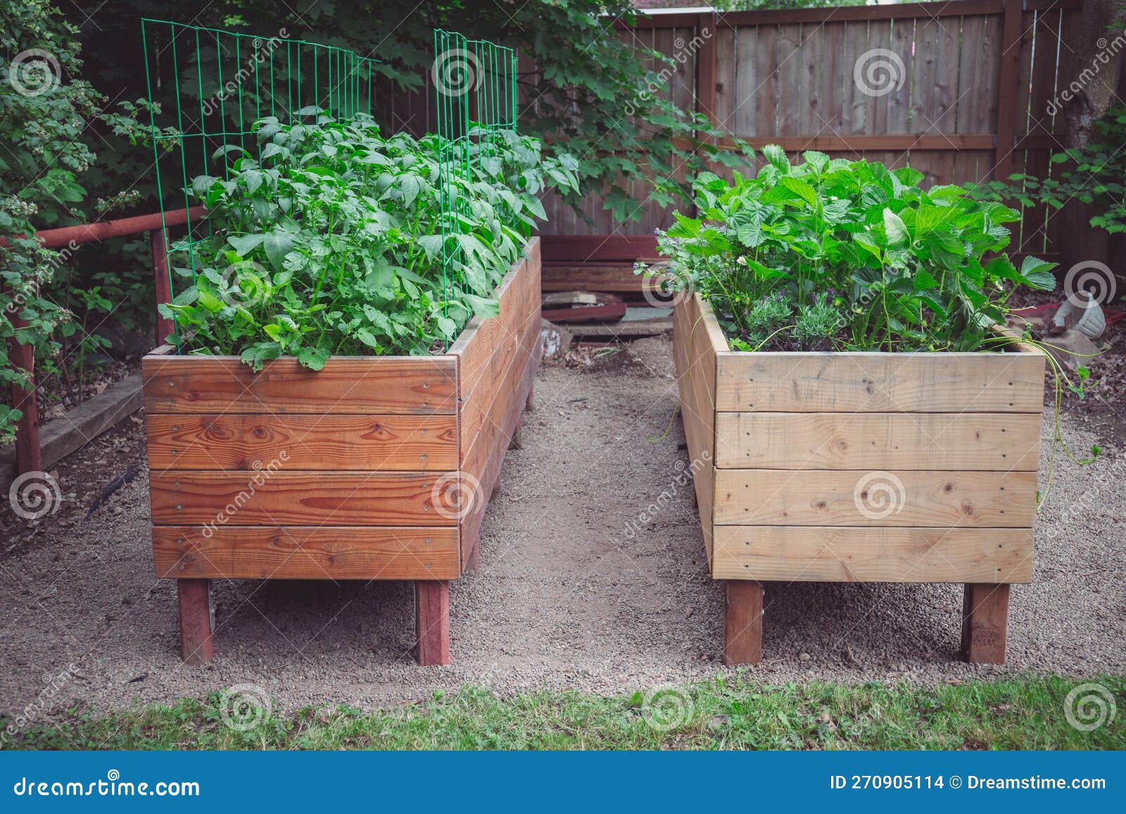 Wooden Raised Vegetable Garden Beds with Potato and Strawberry Plants