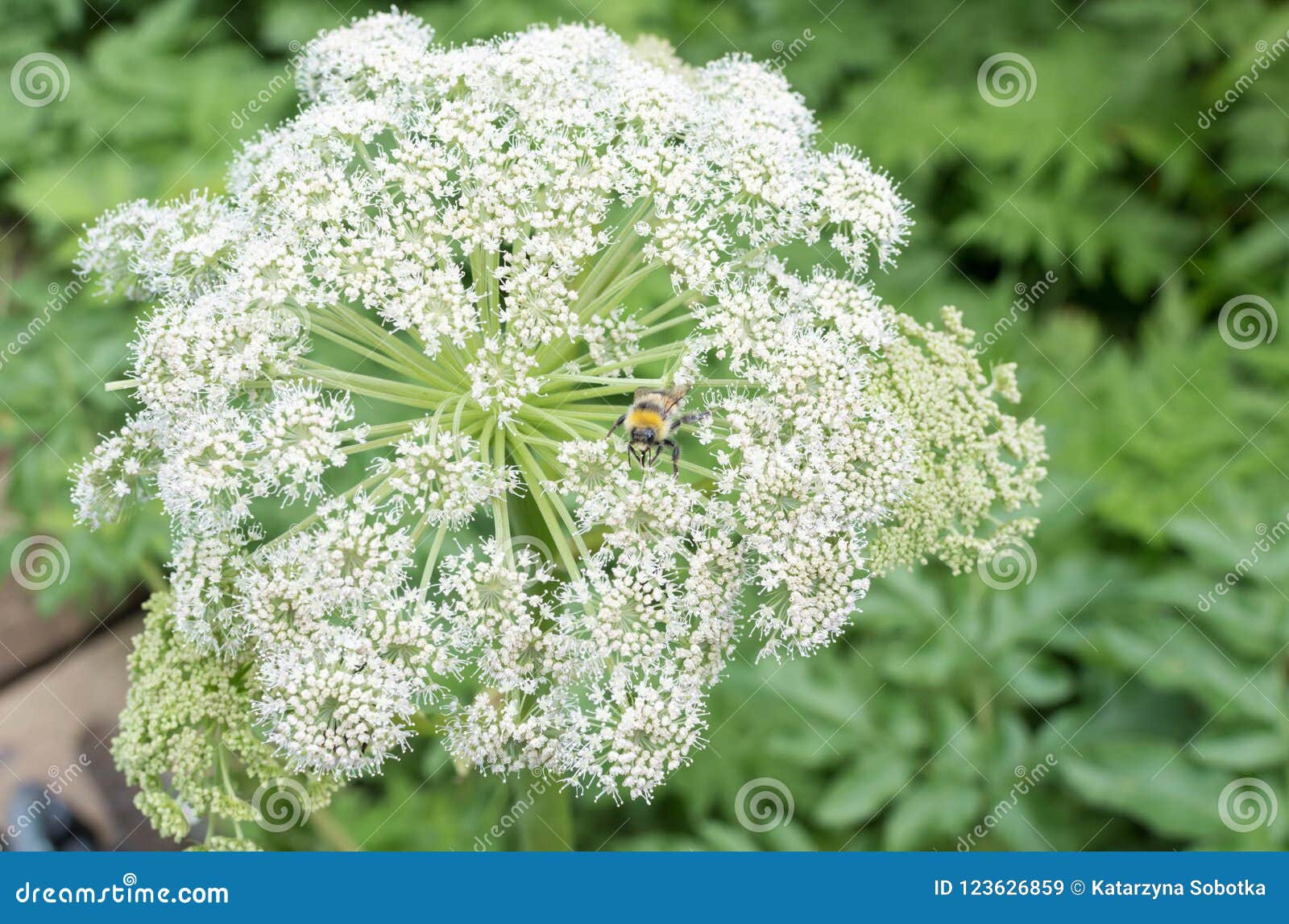 Garden Angelica flower stock image. Image of outdoor - 123626859