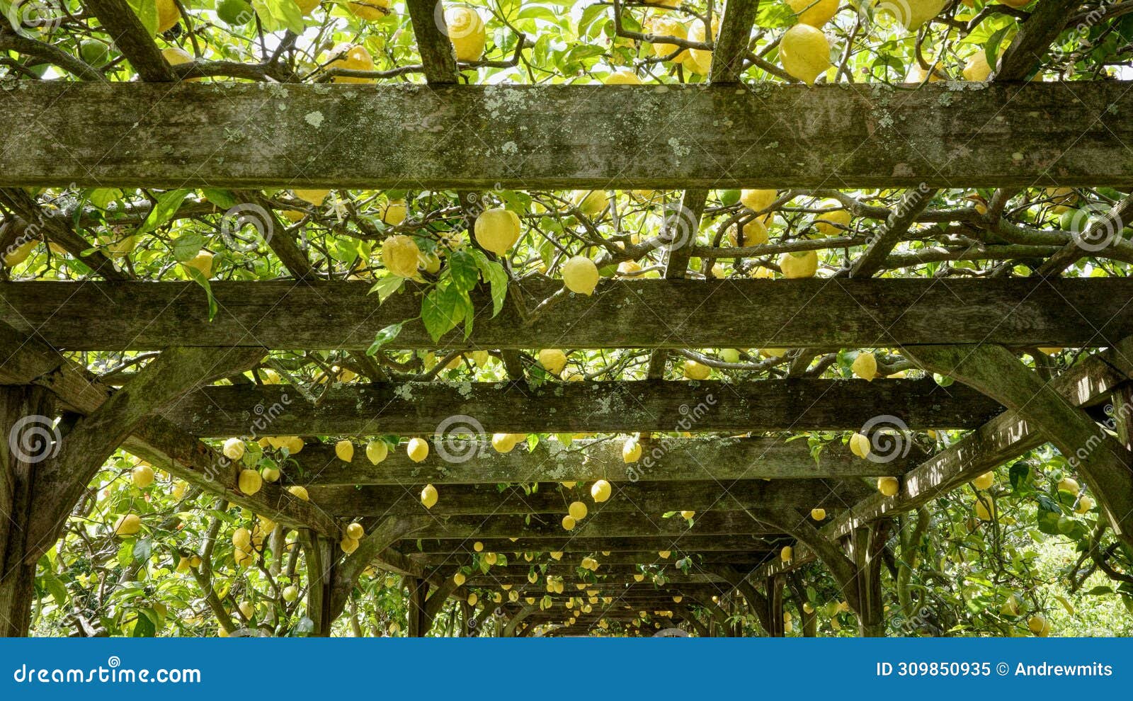 garden arbor with yellow lemons on latticework