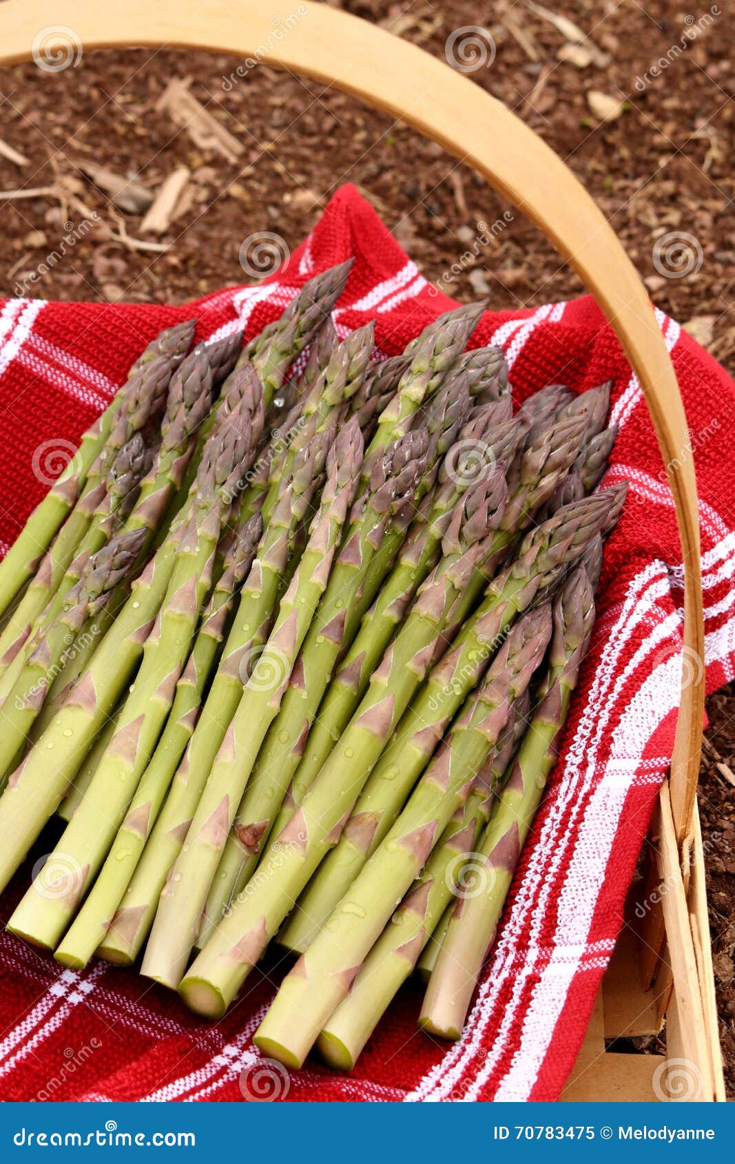 Garden Asparagus stock image. Image of spears, produce 70783475