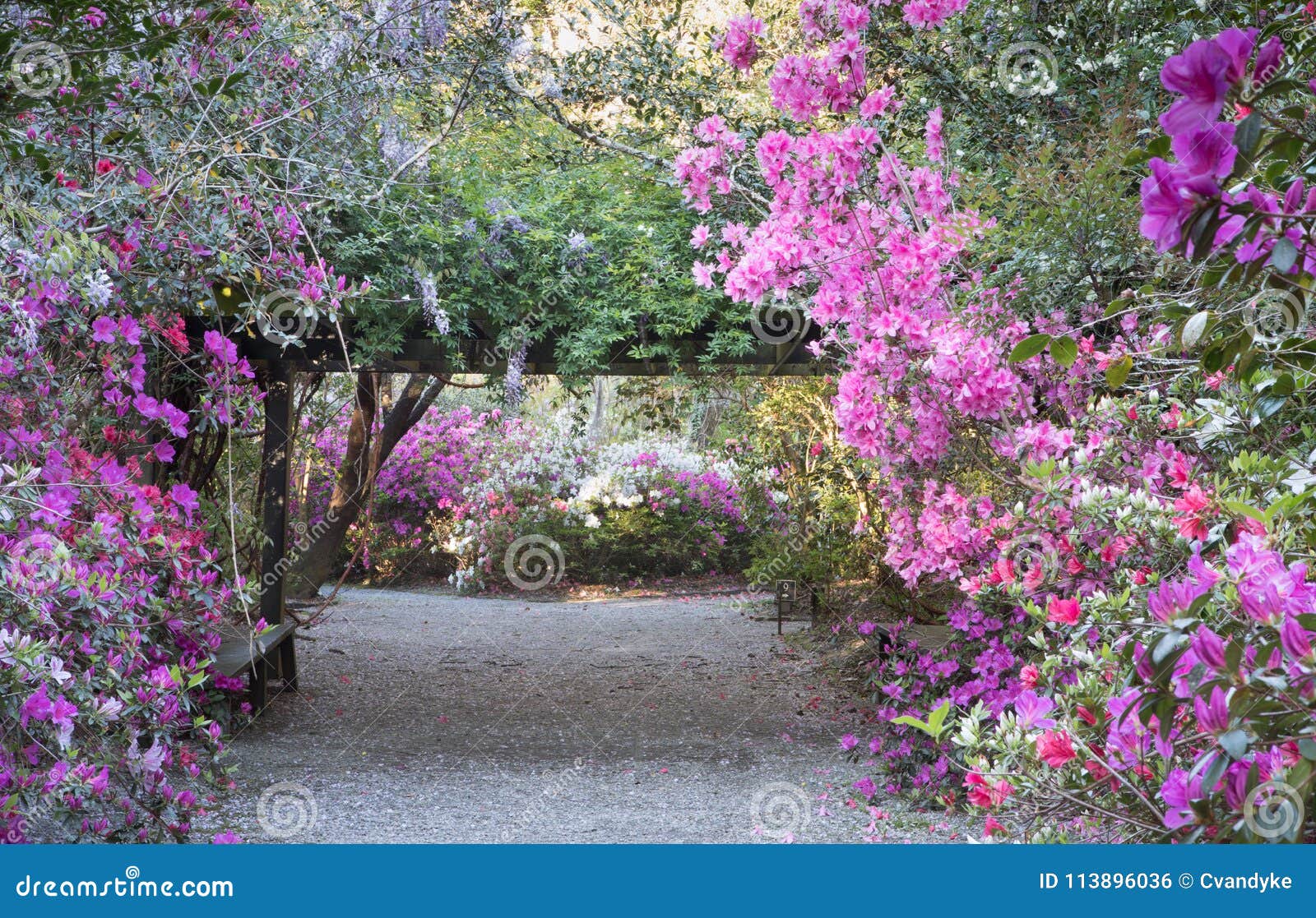 Garden Azaleas Blooming In Charleston South Carolina Sc Stock Photo Image Of Romantic Seasonal 113896036