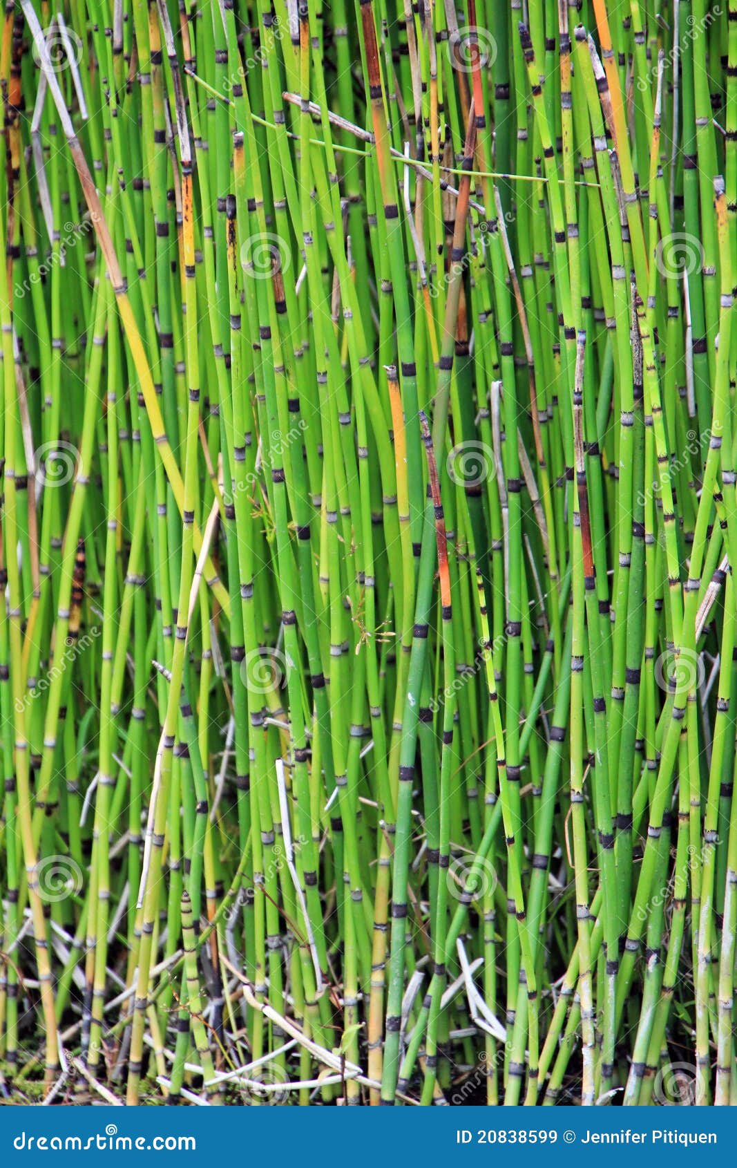 Garden Bamboo stock image. Image of background, skinny 20838599