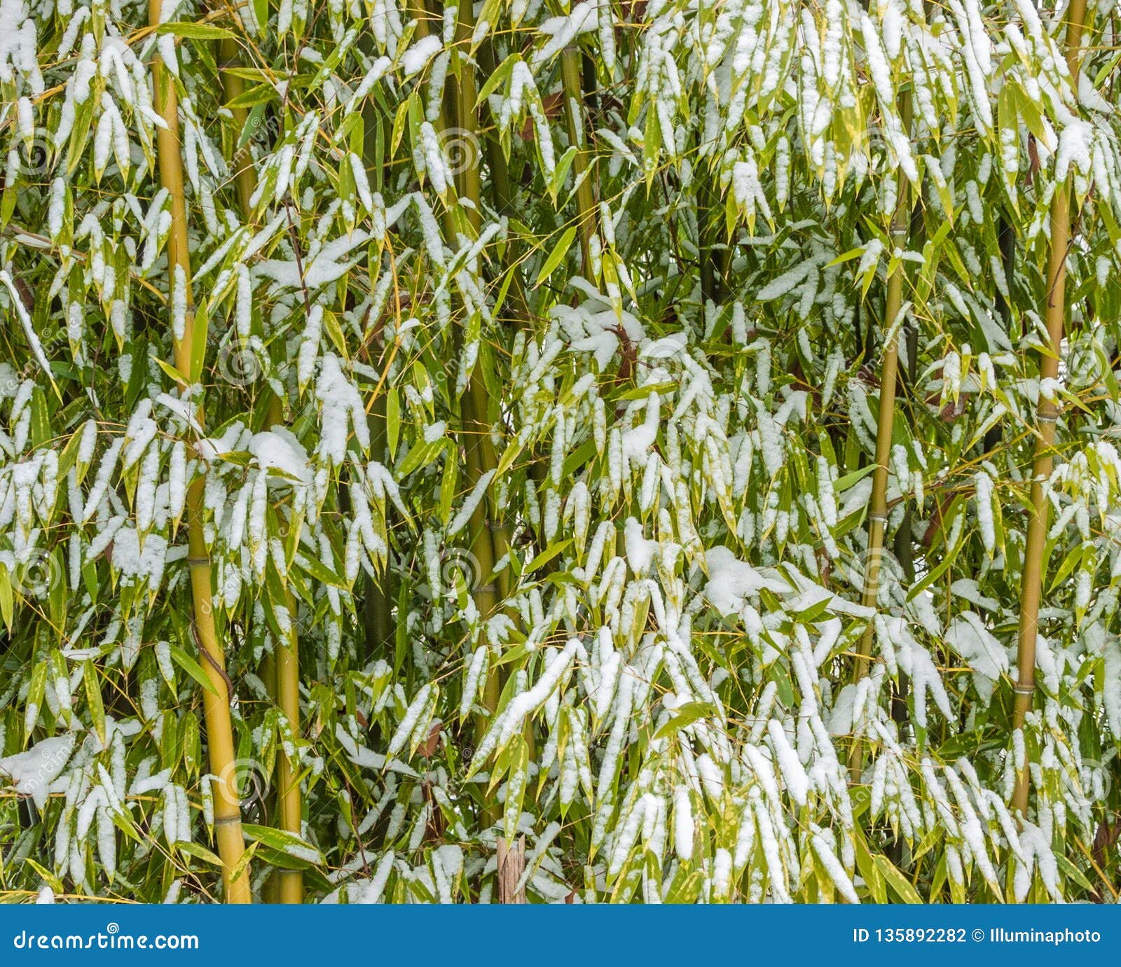 Garden Bamboo Covered in White Winter Snow. Stock Photo Image of cold