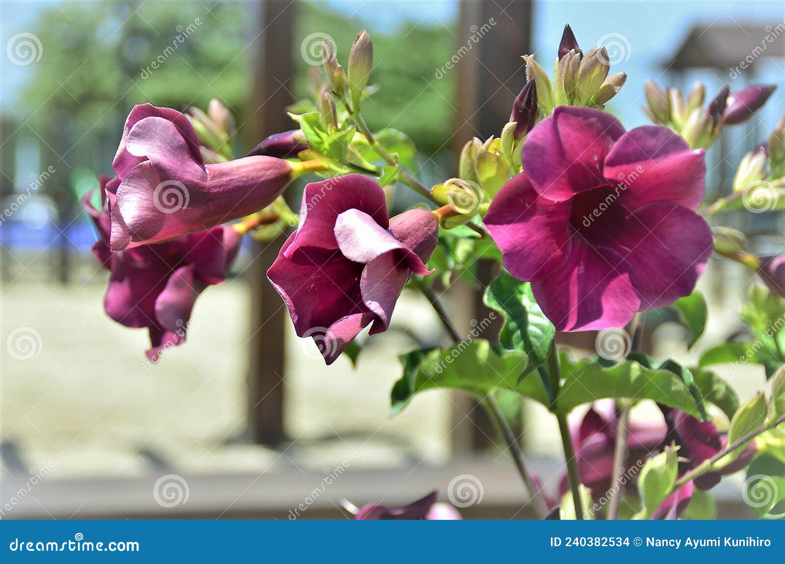 allamanda blanchetti flowers in the garden