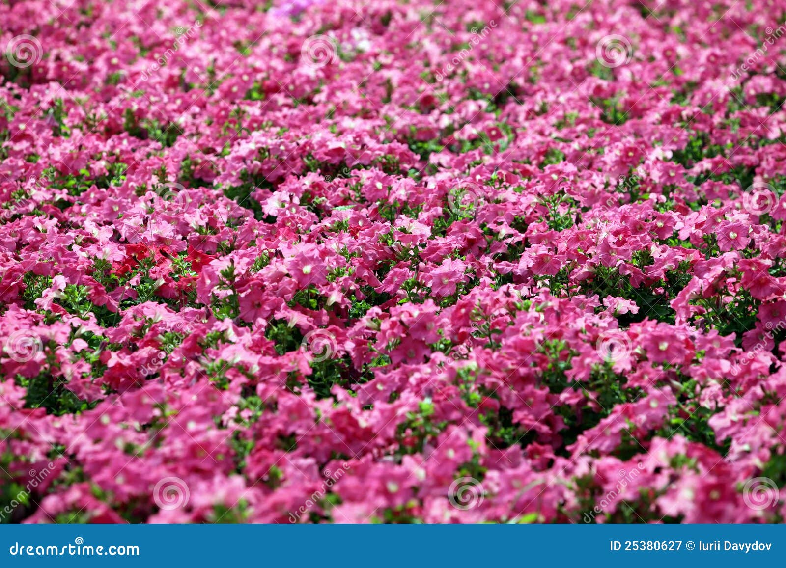 Garden of Beautiful Pink Flowers Stock Image Image of blossom, garden 25380627