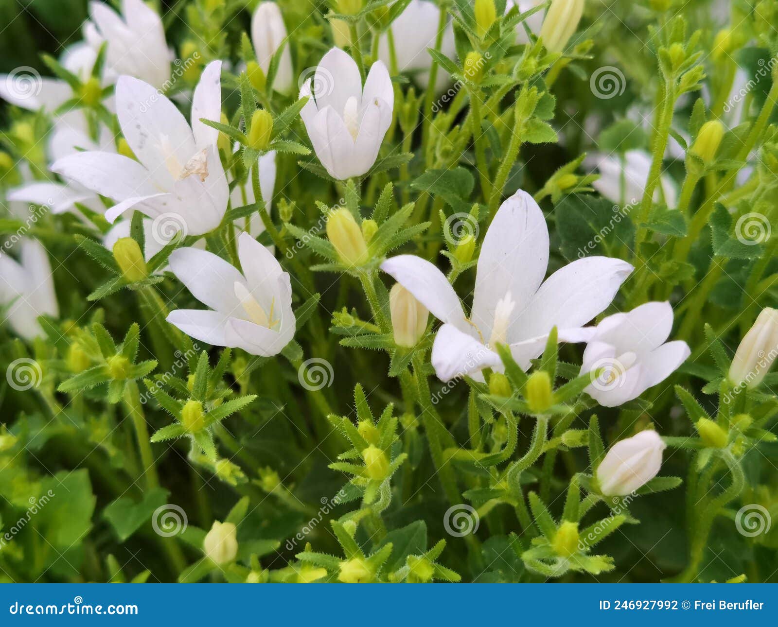In the Garden Beautiful White Flowers with Green Stock Photo Image of
