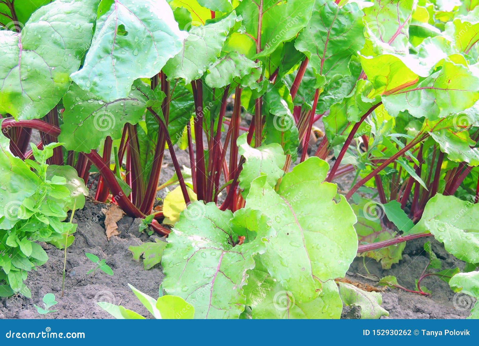 Garden bed of beet stock photo. Image of food, grow 152930262