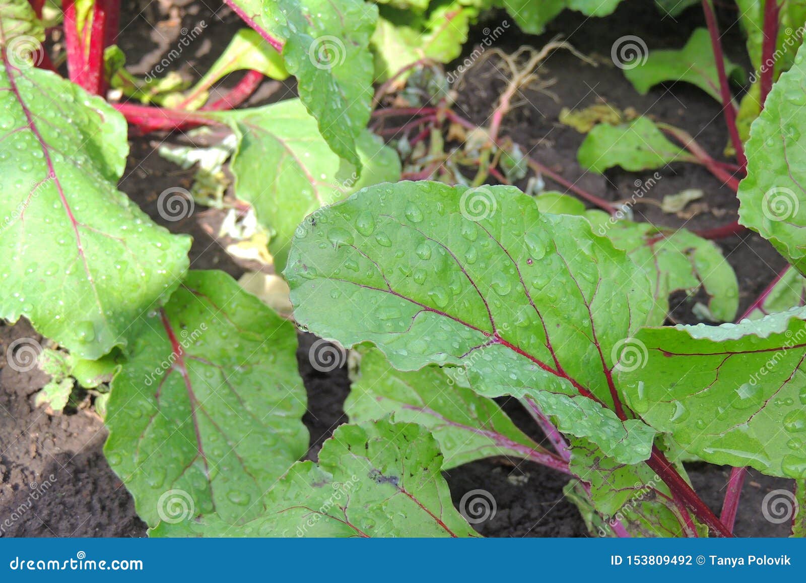 Garden bed of beet stock photo. Image of farm, ground 153809492