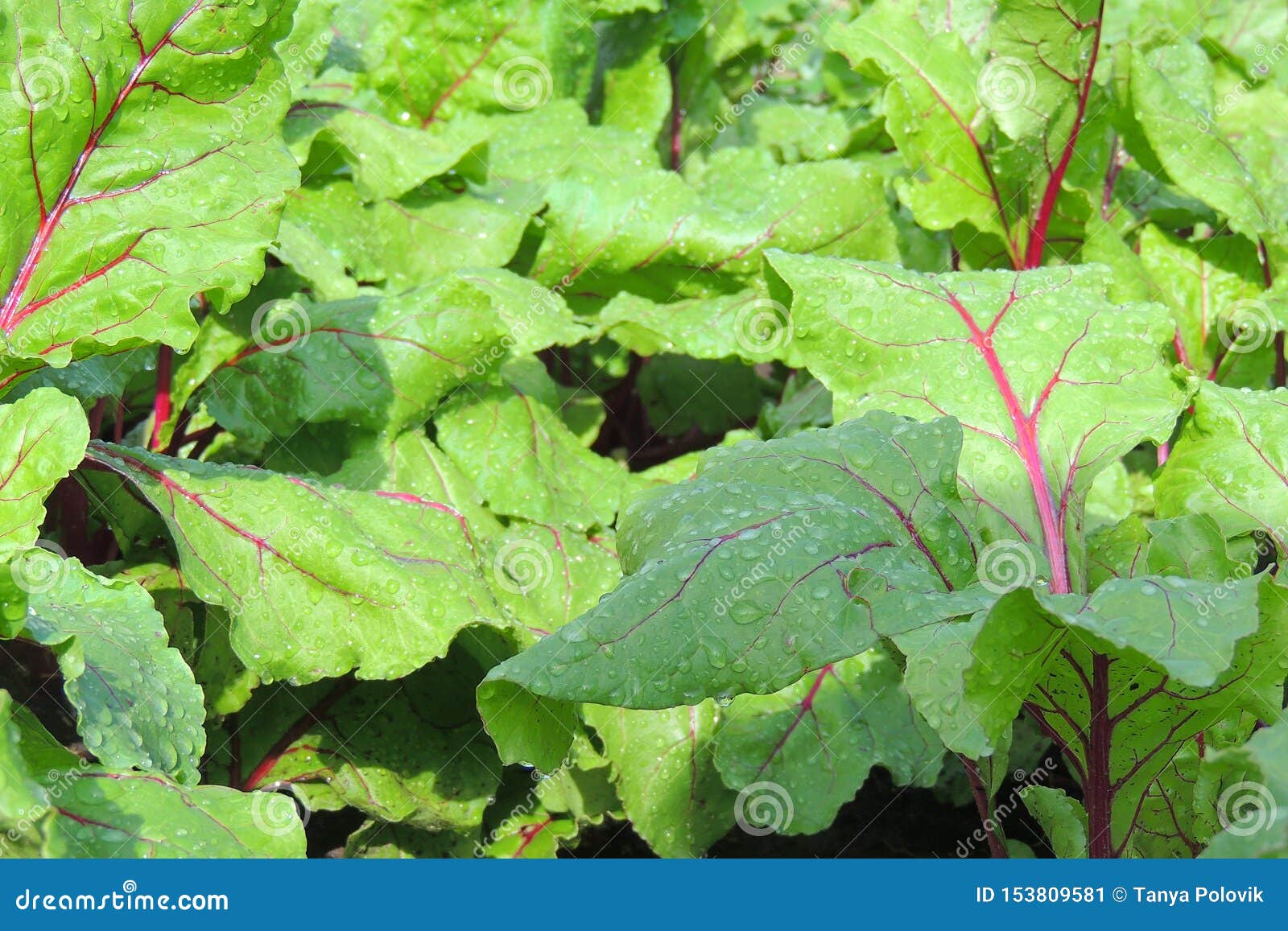 Garden bed of beet stock image. Image of farming, grow 153809581