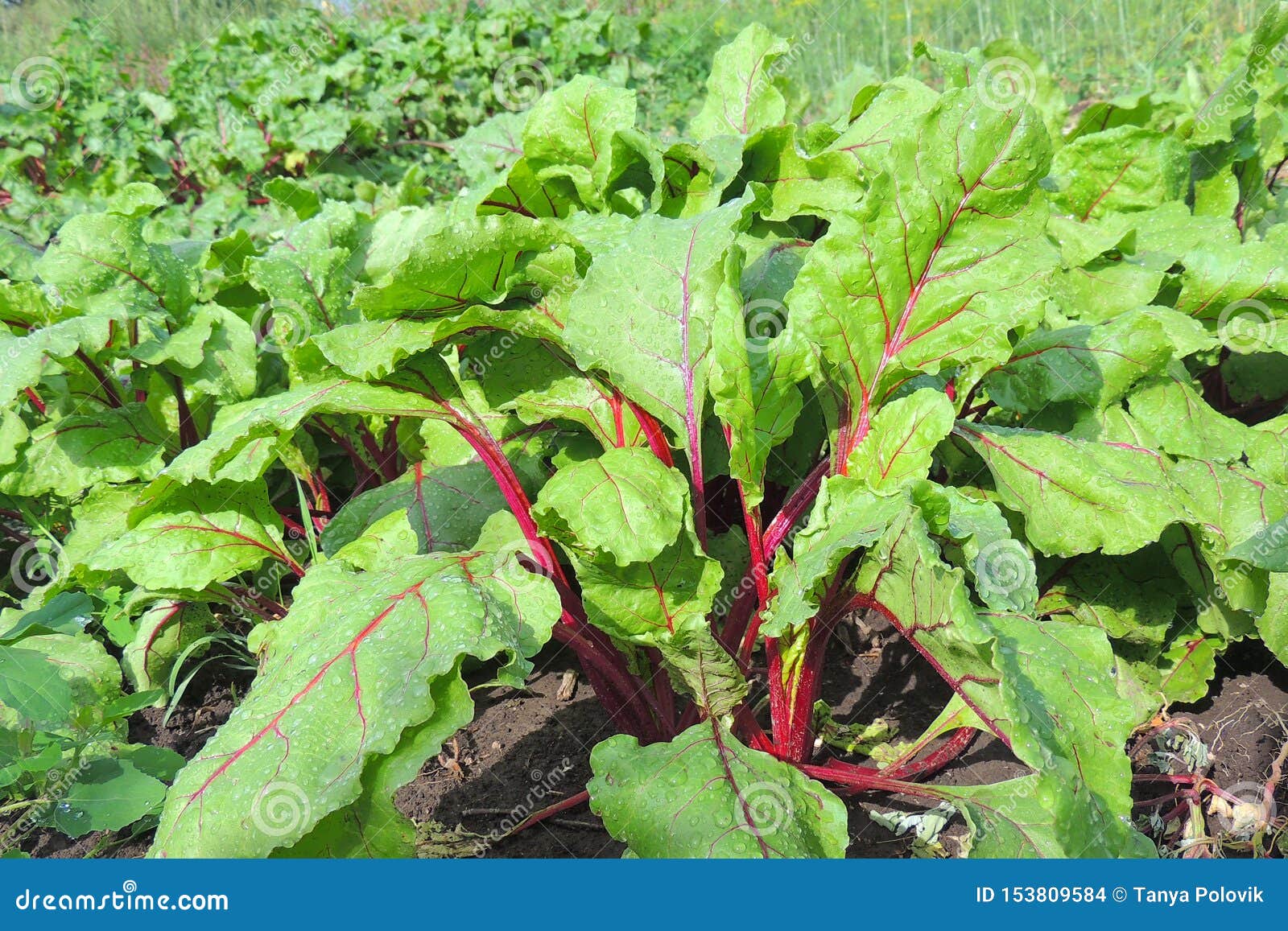 Garden bed of beet stock photo. Image of gardening, background 153809584