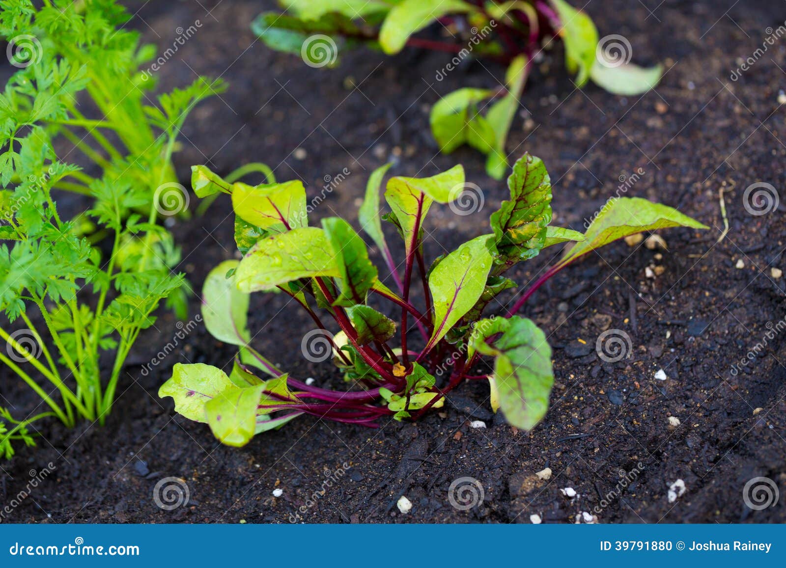 Garden Bed Organic Beets stock photo. Image of planting 39791880