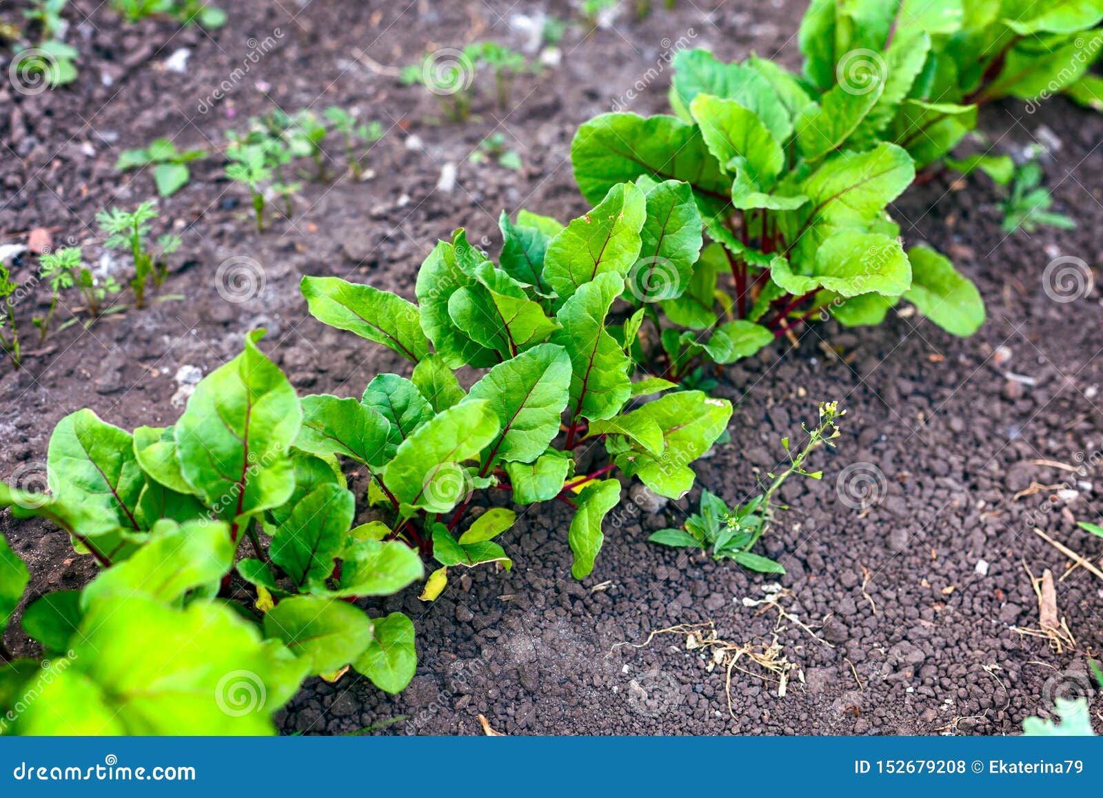 Garden Bed with Young Beets Stock Photo Image of root, plant 152679208