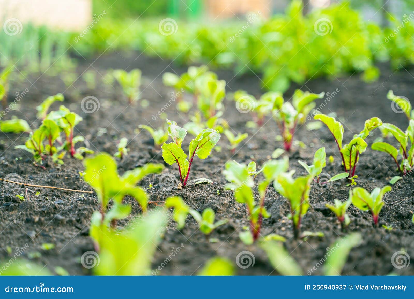 Garden Bed with Young Growing Beets Closeup,blurred Background Stock
