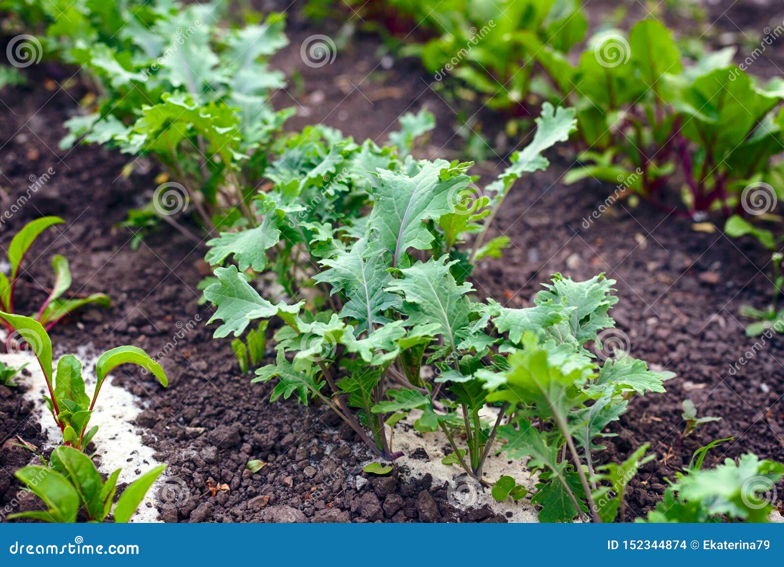 Garden Bed with Young Kale Leaves Stock Photo Image of organic