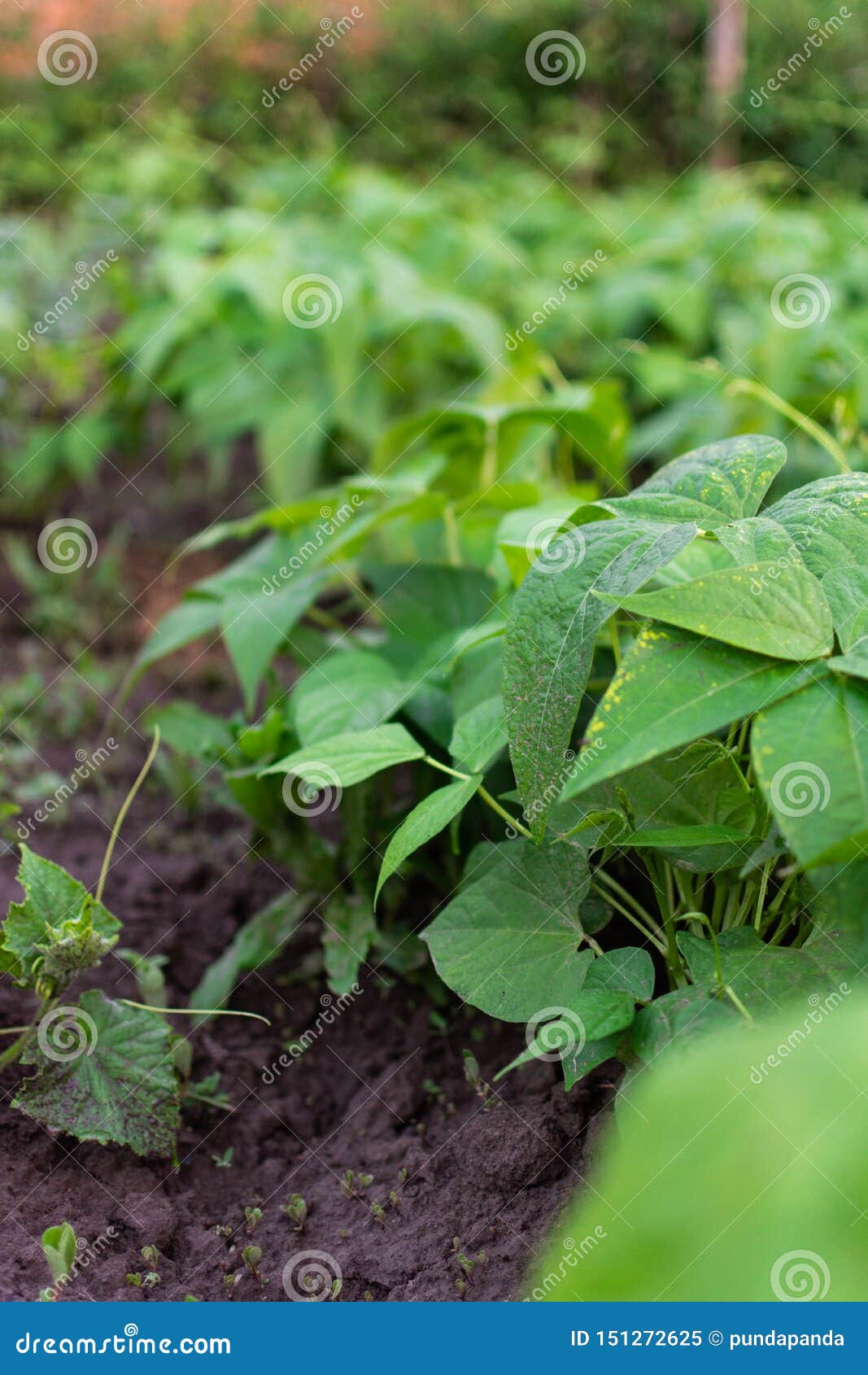 Garden beds of beans stock image. Image of ground, homegrown 151272625