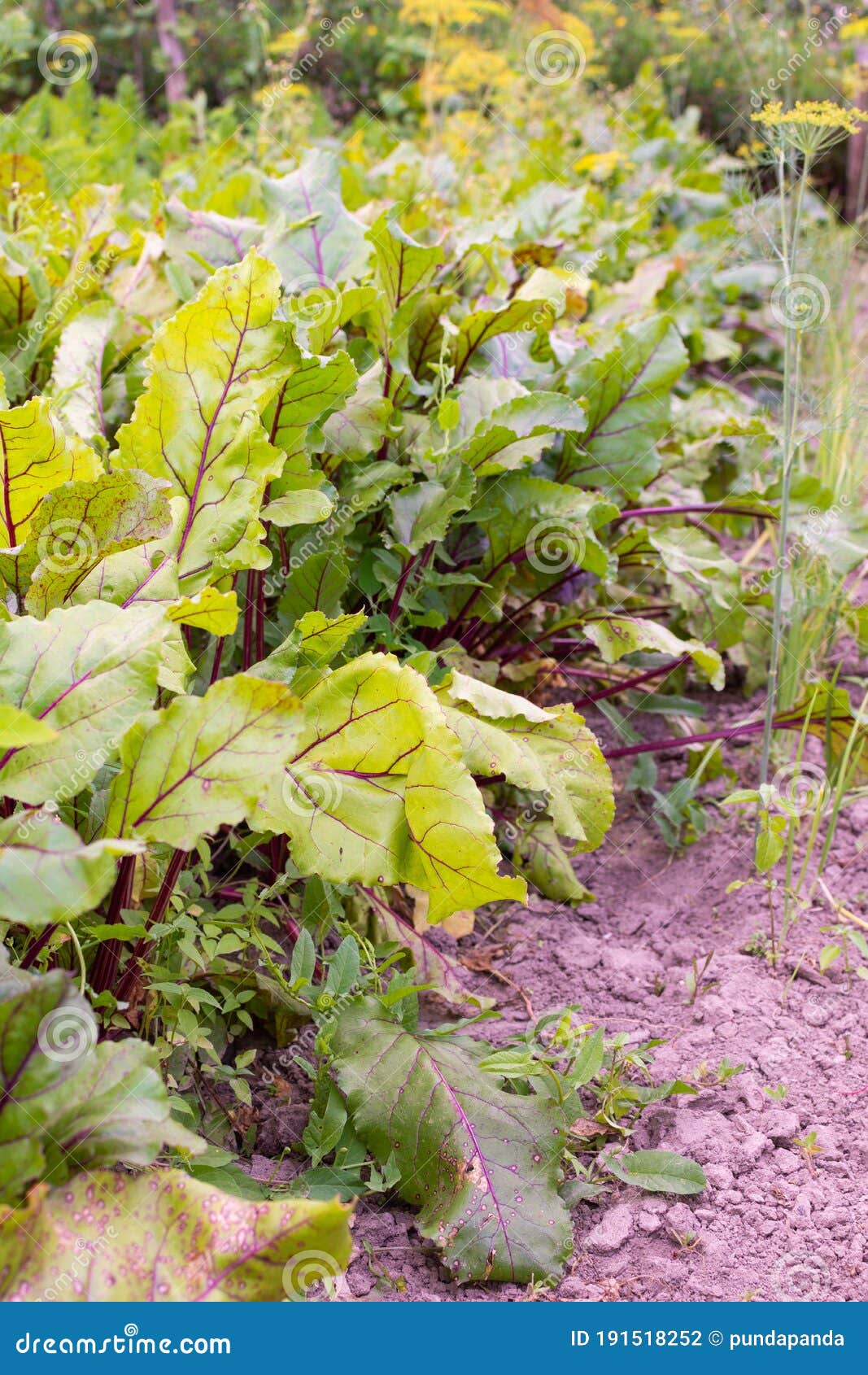Garden beds of beet stock photo. Image of healthy, farming 191518252