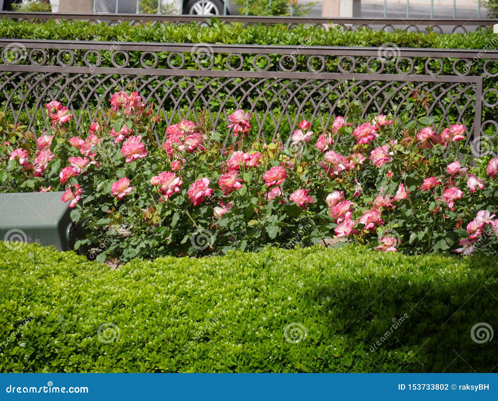 Garden with Beds of Pink Roses Stock Photo Image of nature, rose