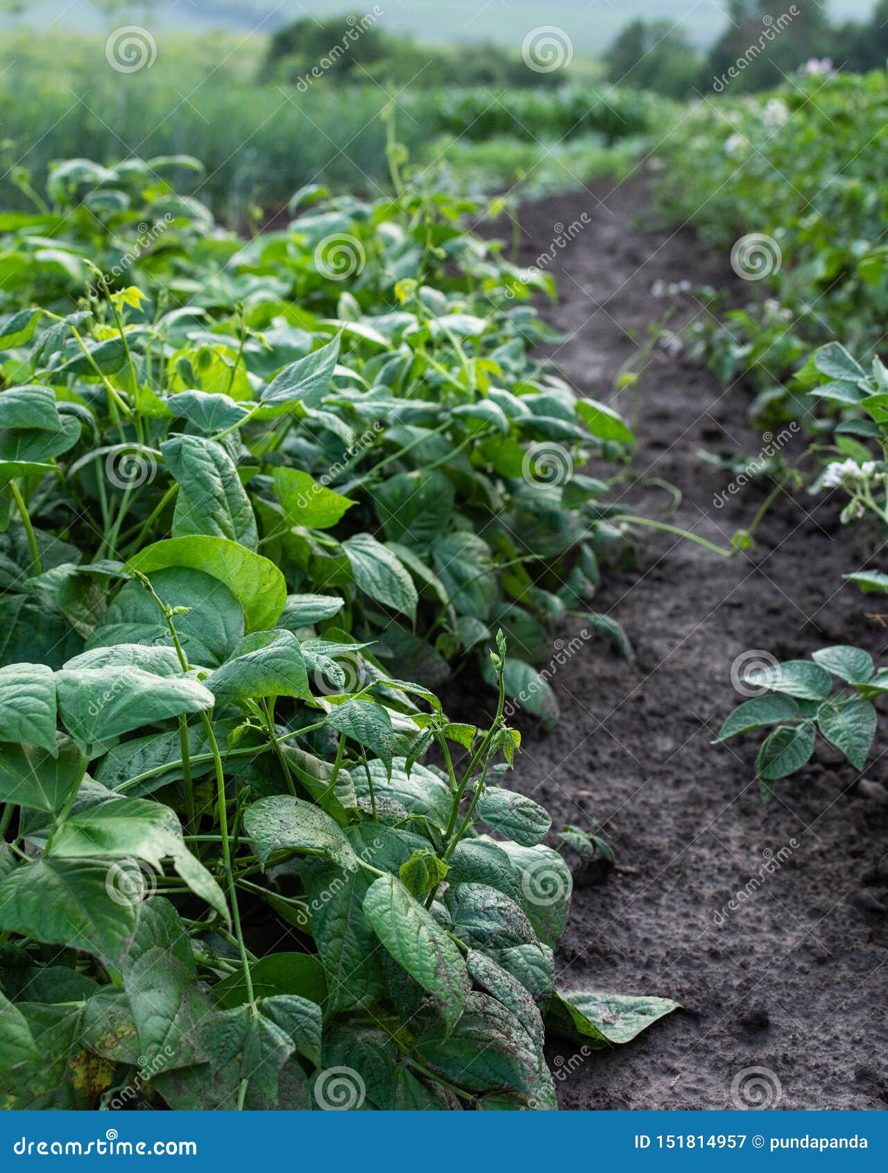 Garden beds of young beans stock image. Image of cultivated 151814957