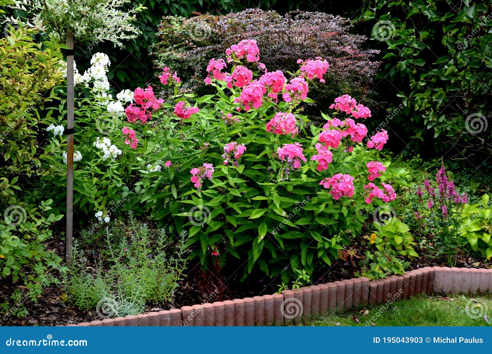 in the garden big bunch pink flame is a short, compact plant with a large head of dark pink flowers with darker pink eyes.