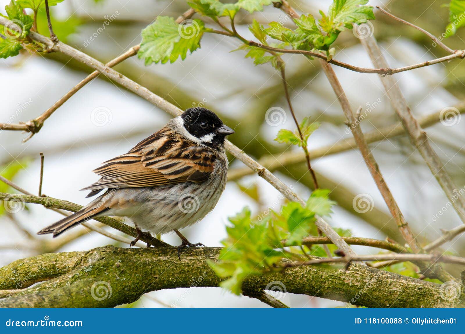 Garden Bird Identification Chart Download