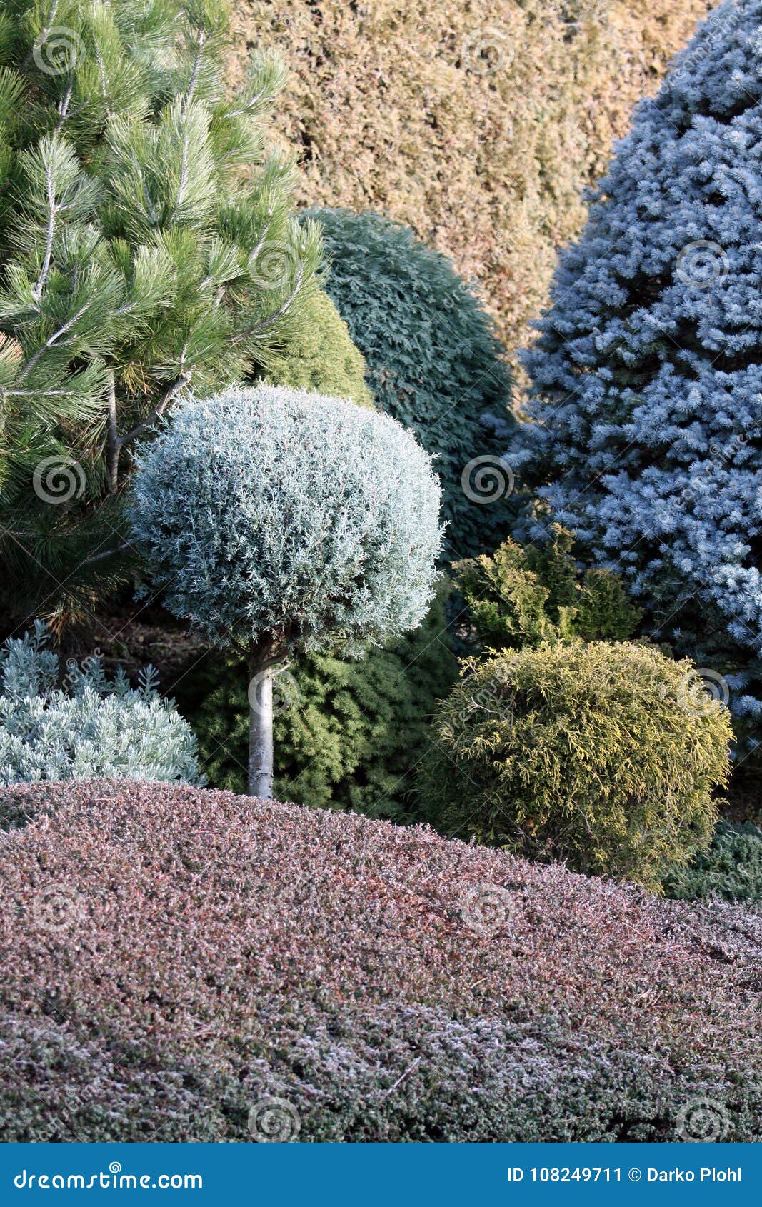 garden borders with conifers and cover plants