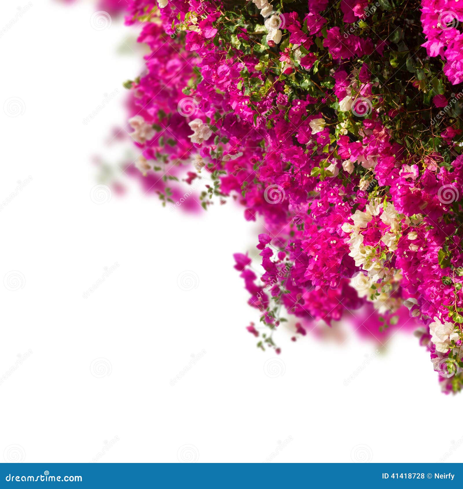 Garden With Bouganvilla Flowers Stock Photo - Image of emblem, blooms